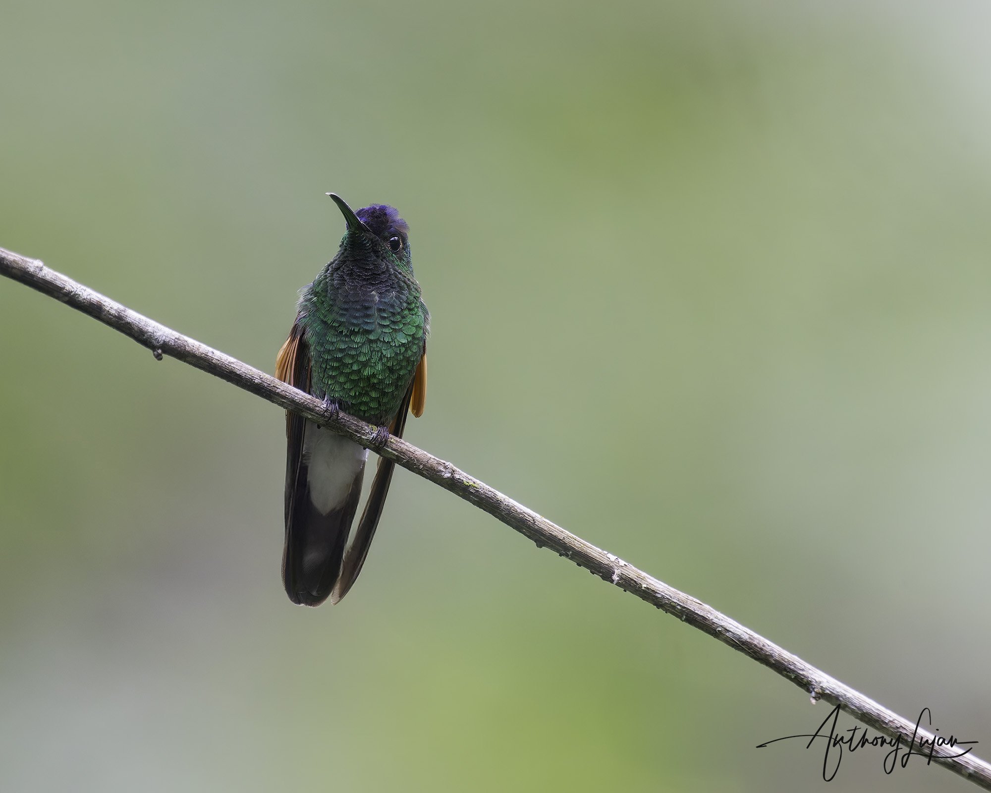 DSC09345 Blue-capped Hummingbird x1800.jpg