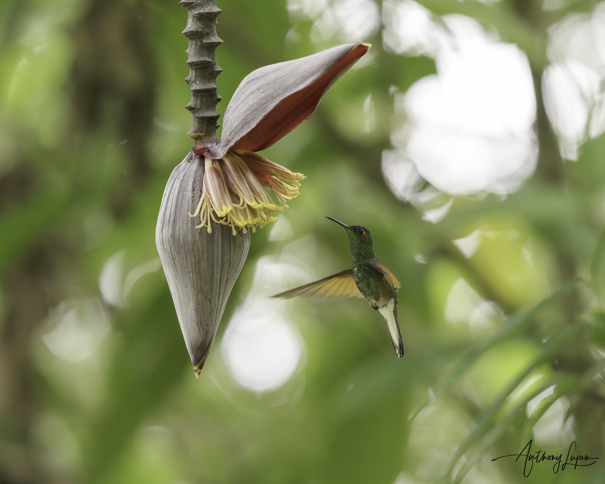 DSC08947 Blue-capped Hummingbird x1800.jpg