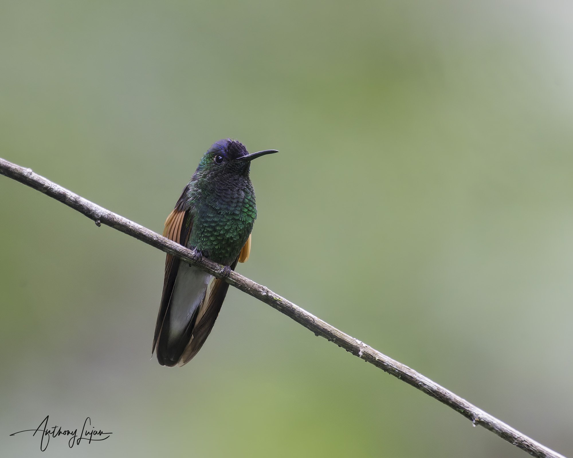 DSC09327 Blue-capped Hummingbird x1800.jpg
