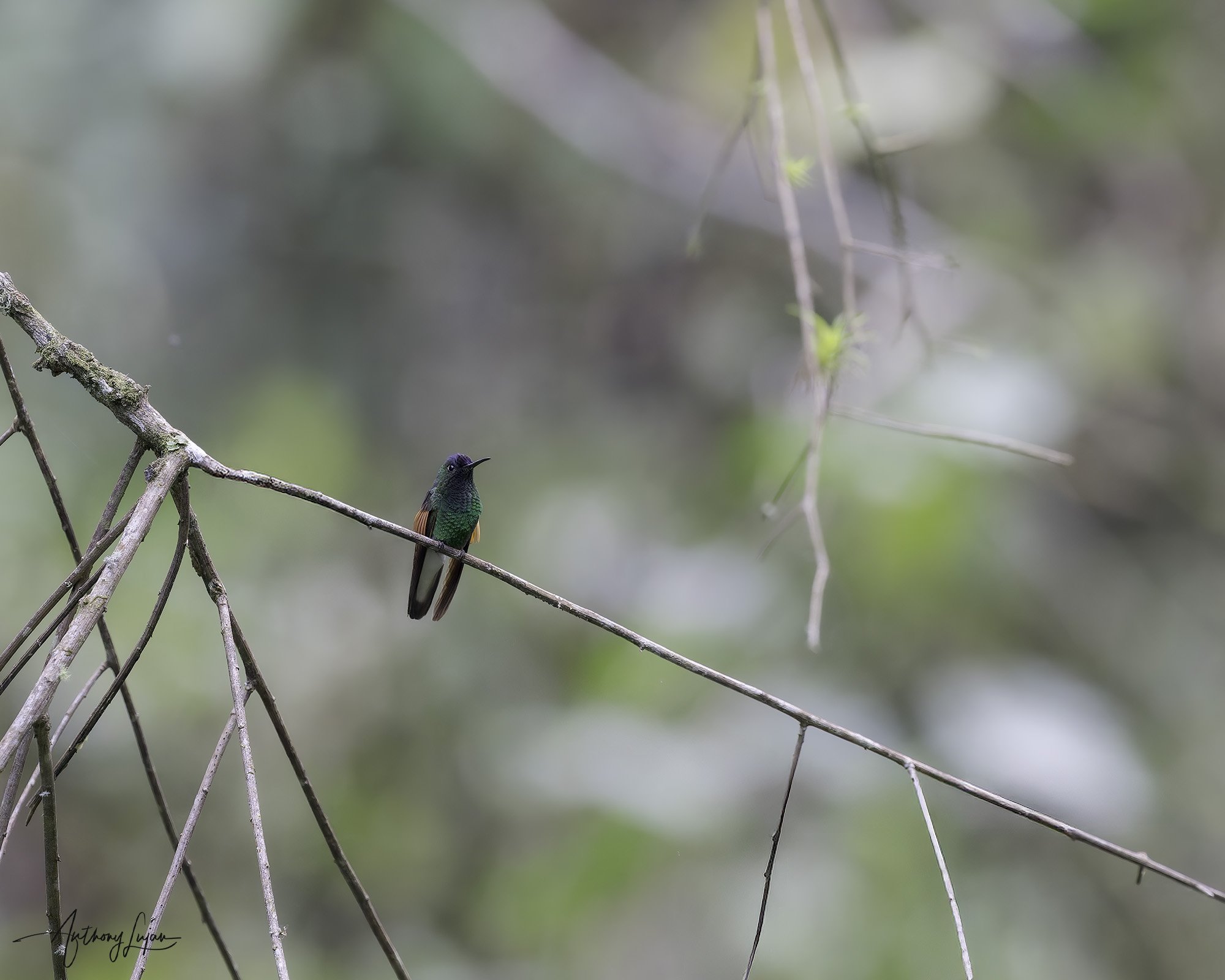 DSC09291 Blue-capped Hummingbird x1800.jpg