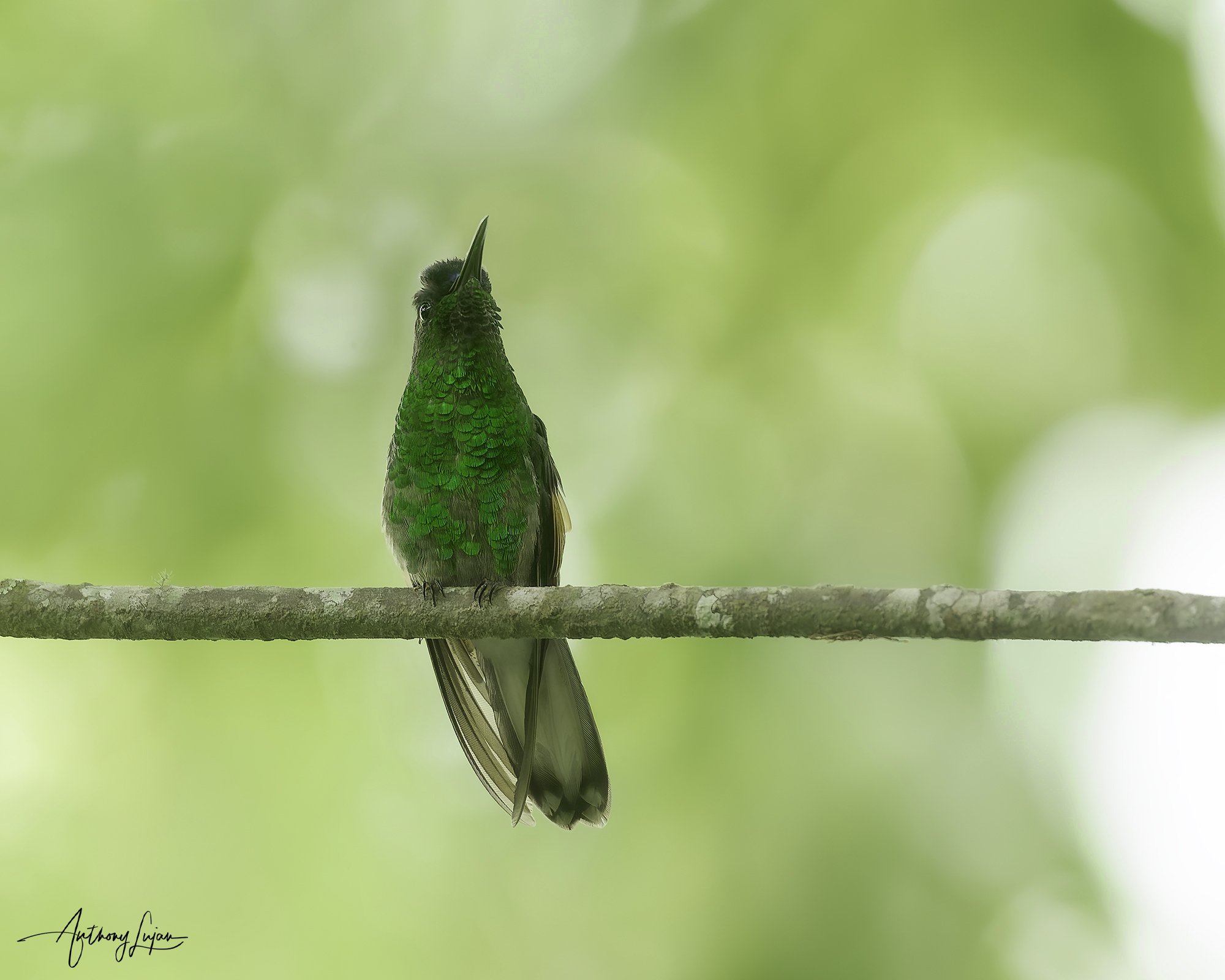 DSC08792 Blue-capped Hummingbird x1800.jpg