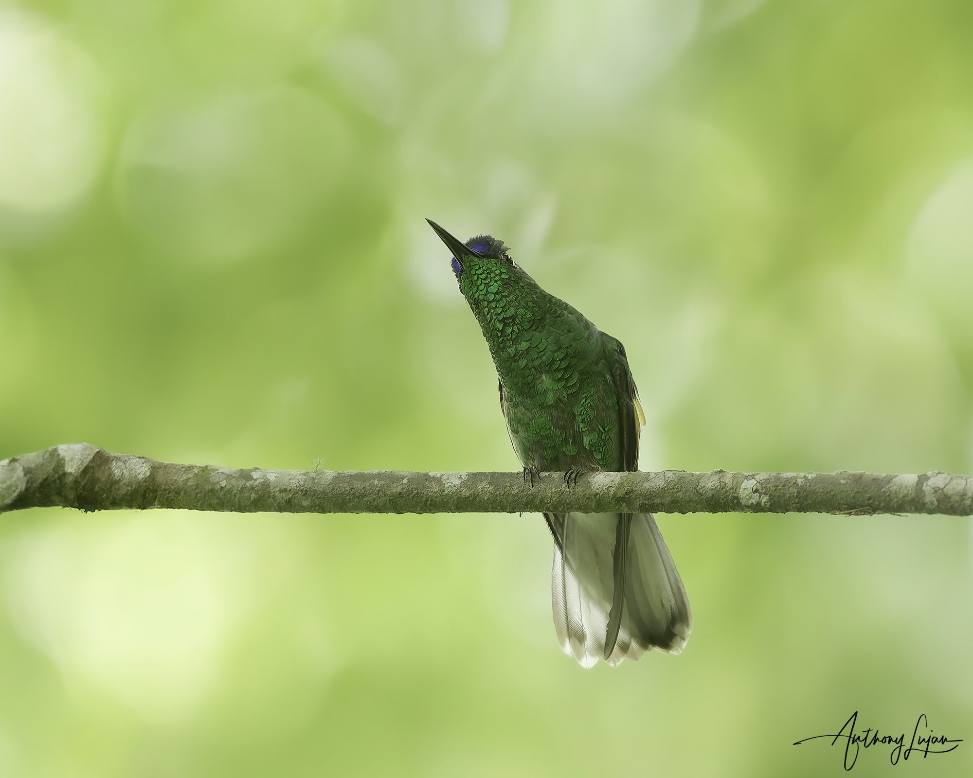 DSC08779 Blue-capped Hummingbird x1800.jpg