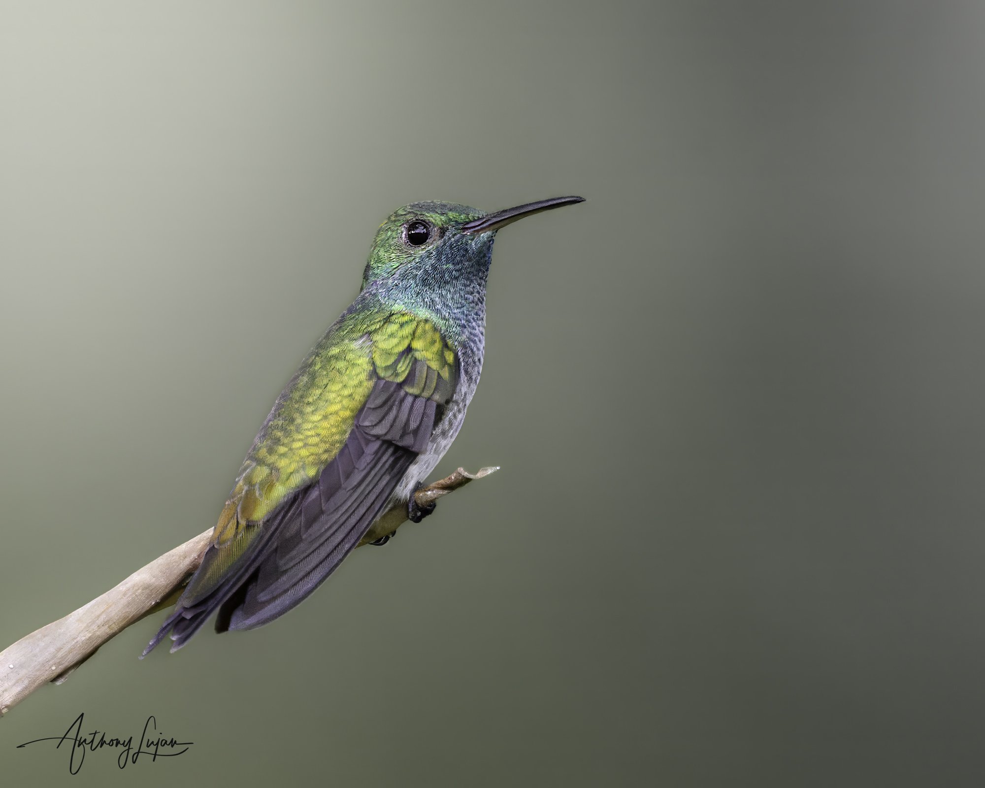 DSC03934 Mangrove Hummingbird x1800.jpg