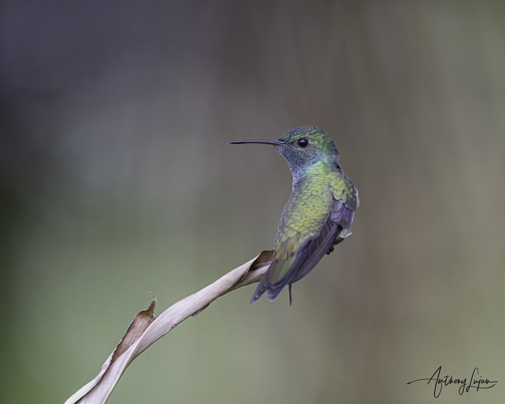 DSC03801 Mangrove Hummingbird x1800.jpg