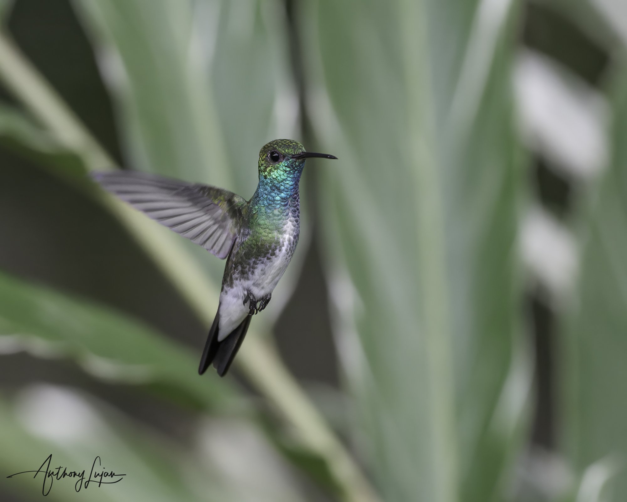 DSC04073 Mangrove Hummingbird x1800.jpg