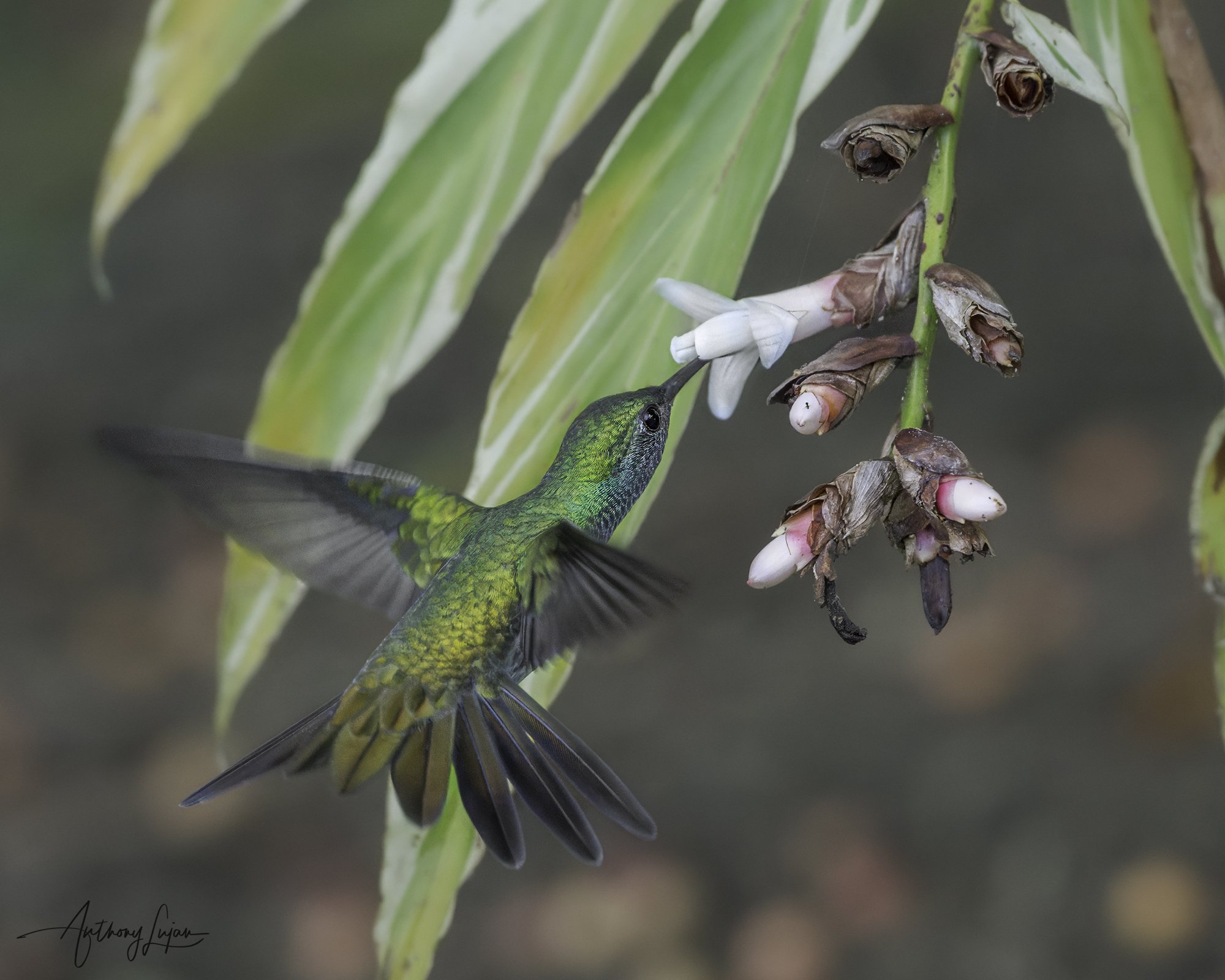 DSC04027 Mangrove Hummingbird x1800.jpg