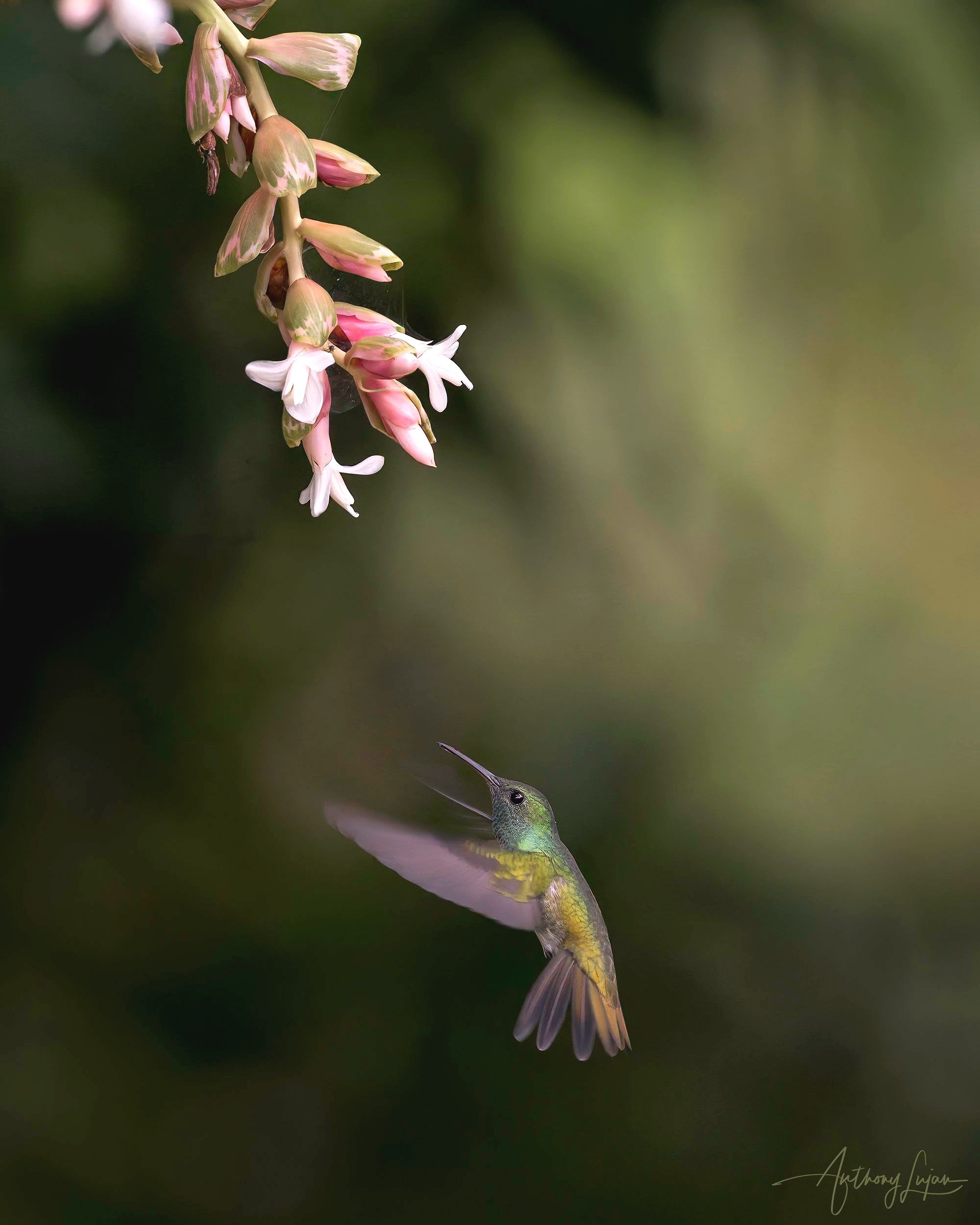DSC04203+Mangrove+Hummingbird+x1800.jpg