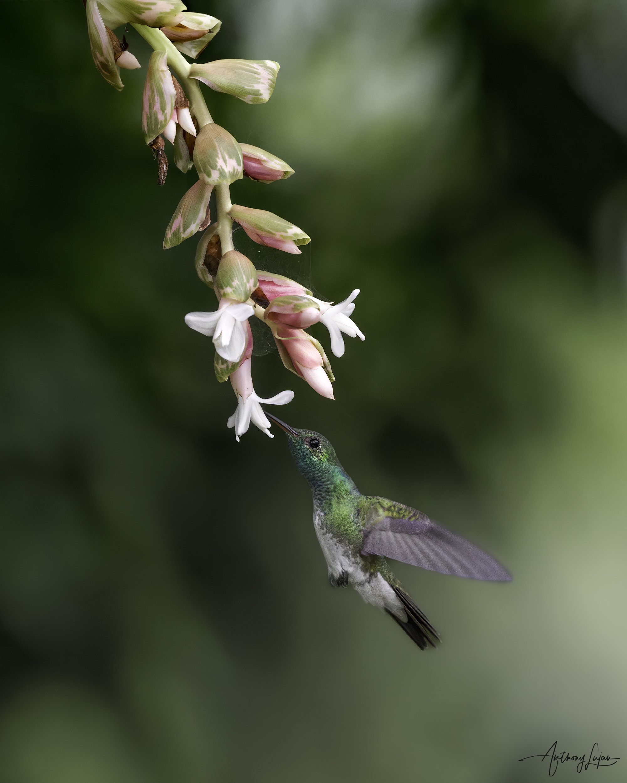 DSC04304 Mangrove Hummingbird x1800.jpg