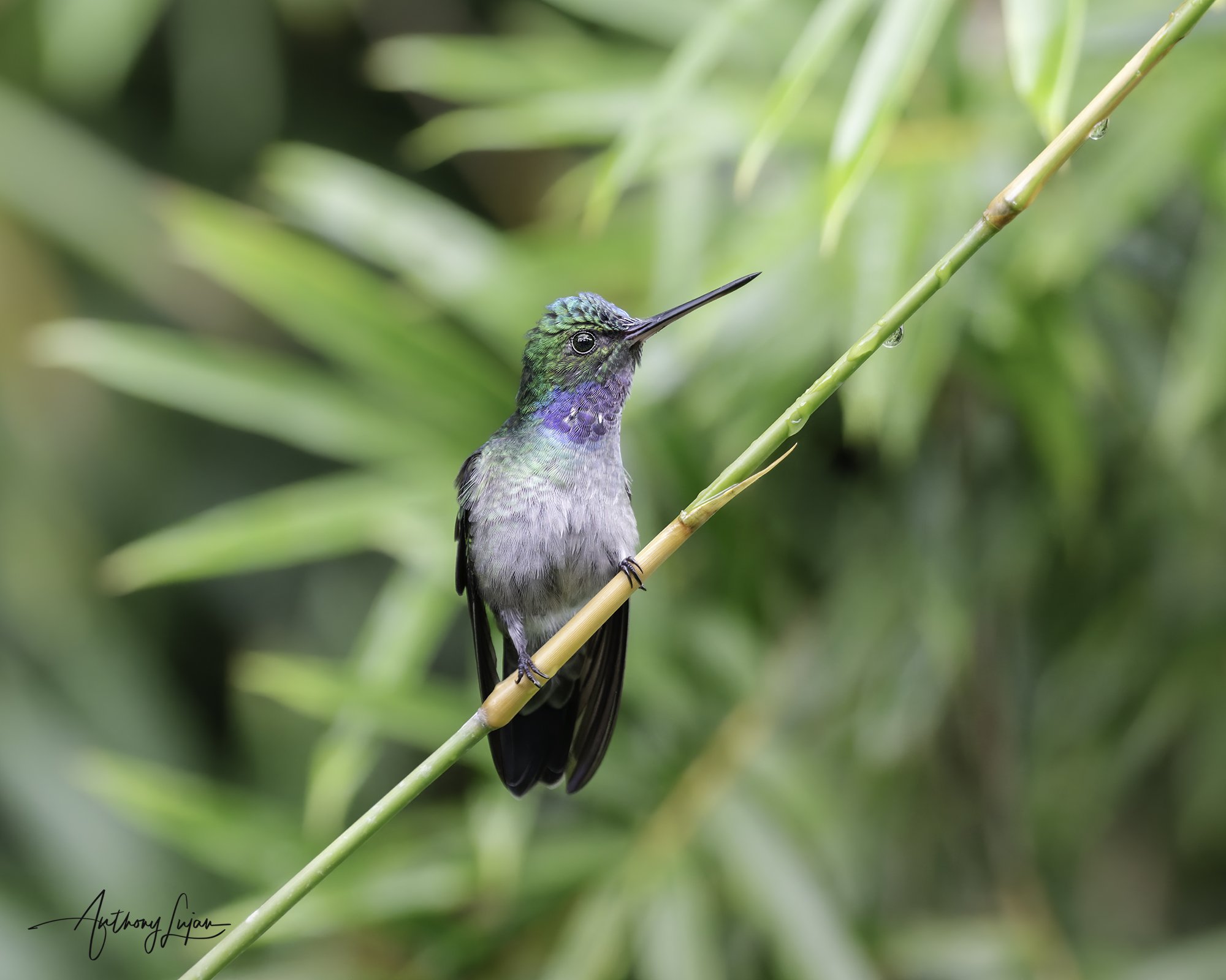 DSC05097 Charming Hummingbird x1800.jpg