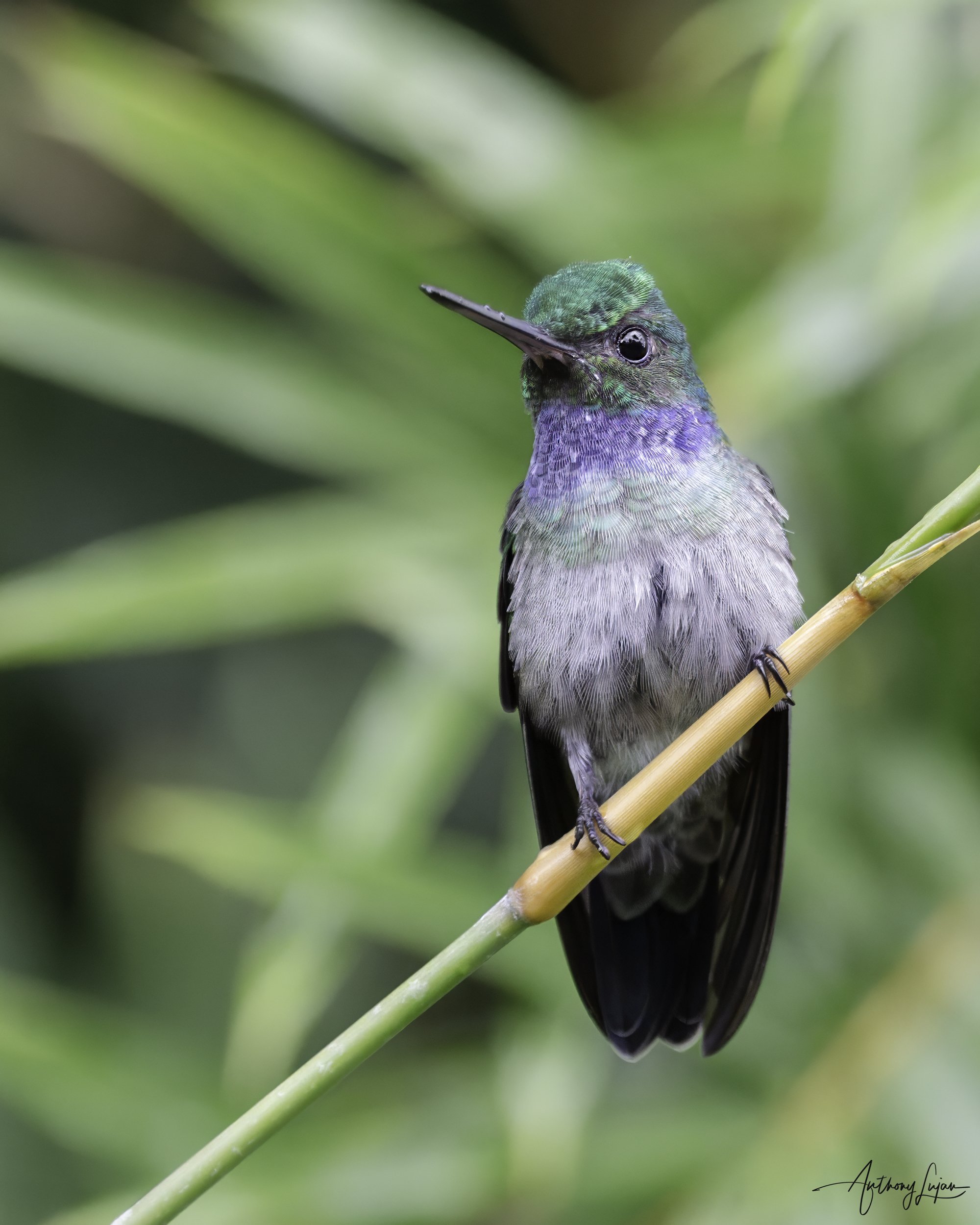 DSC05094 Charming Hummingbird x1800.jpg