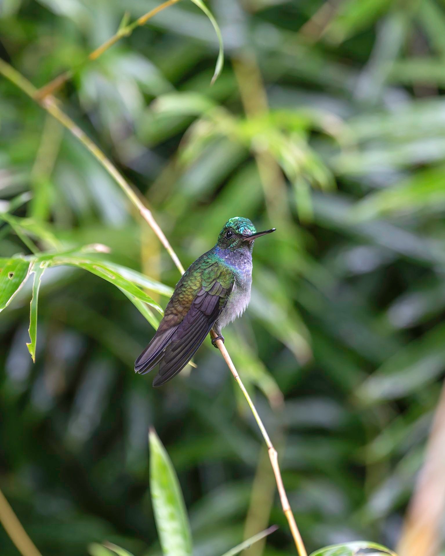 DSC05159+Charming+Hummingbird+IG+Story+%23221.jpg