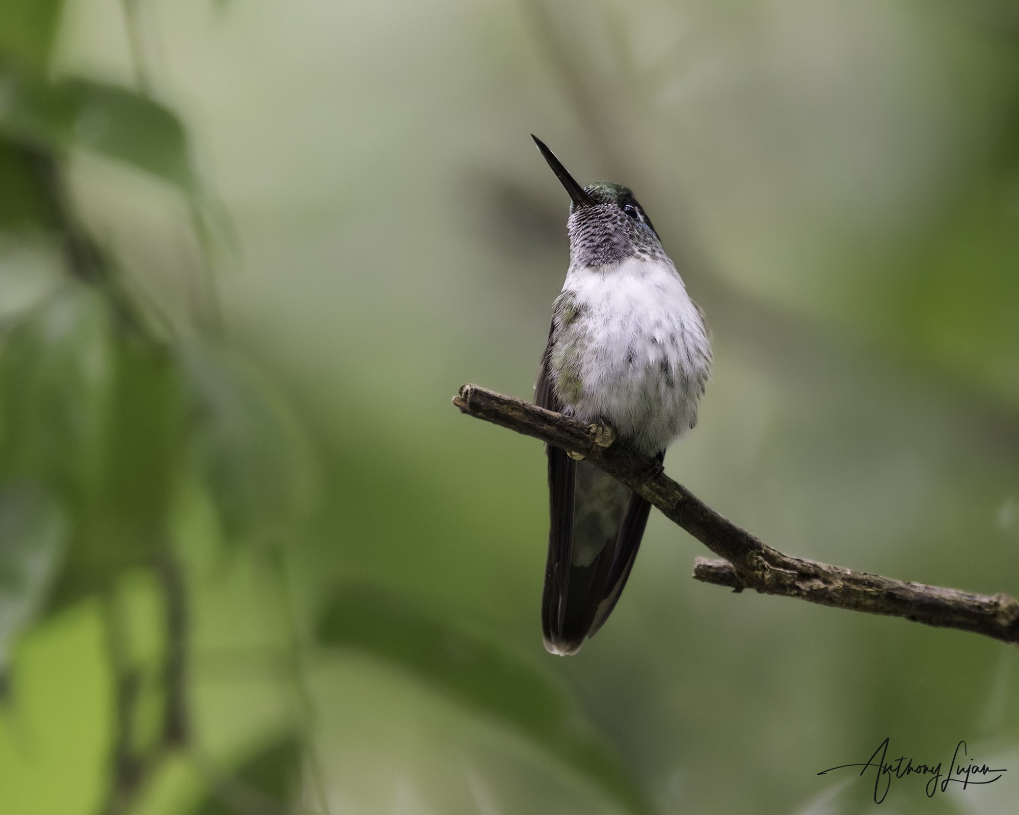 DSC07944 White-bellied Mountain-gem x1800.jpg