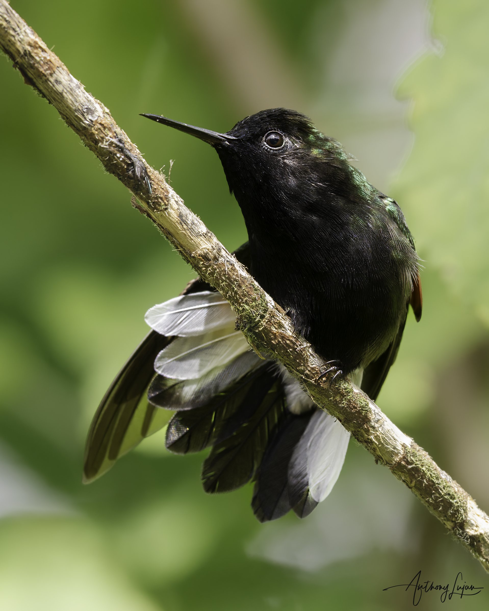 DSC03303 Black-bellied Hummingbird x1800.jpg