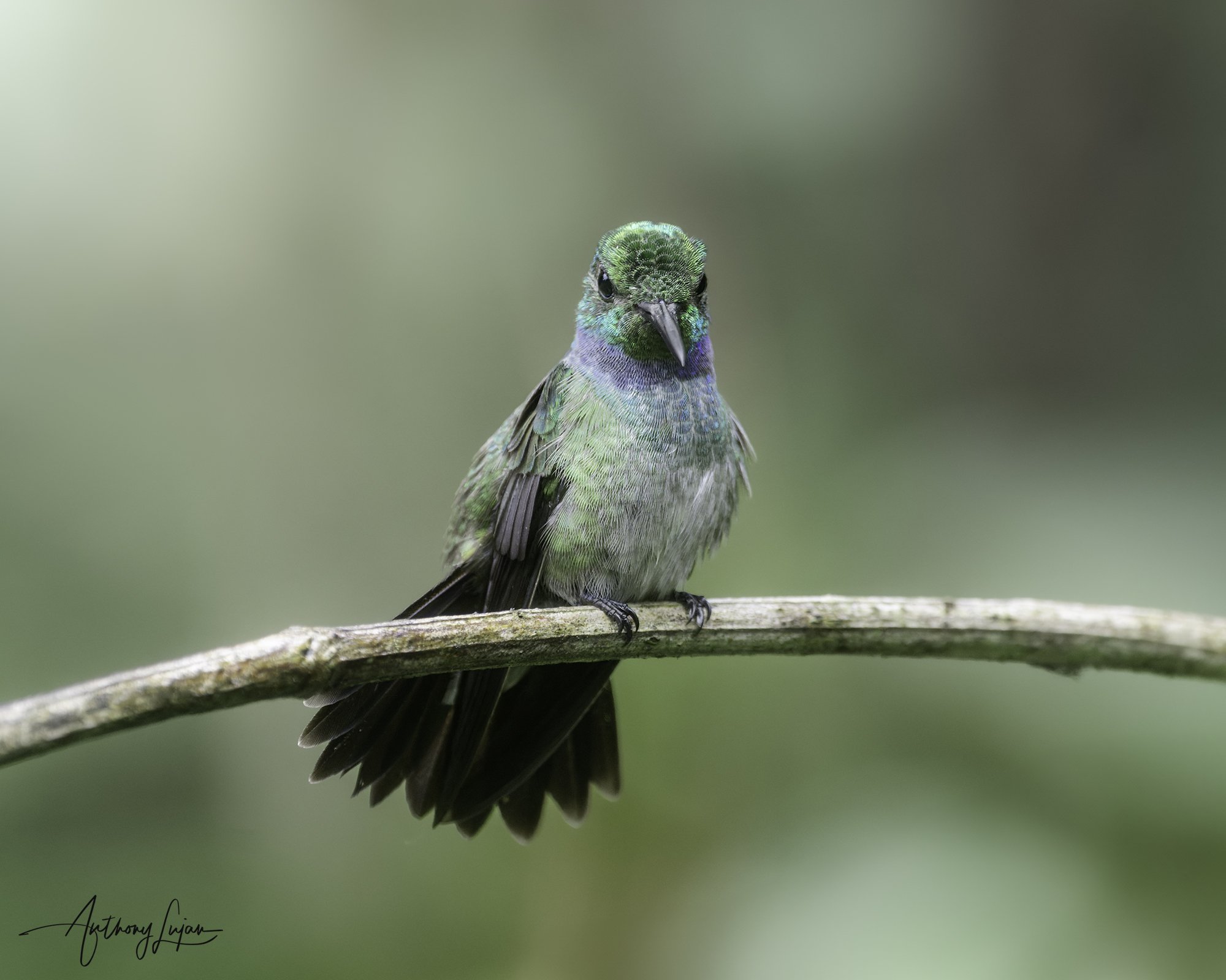 DSC02279 Blue-chested Hummingbird x1800.jpg