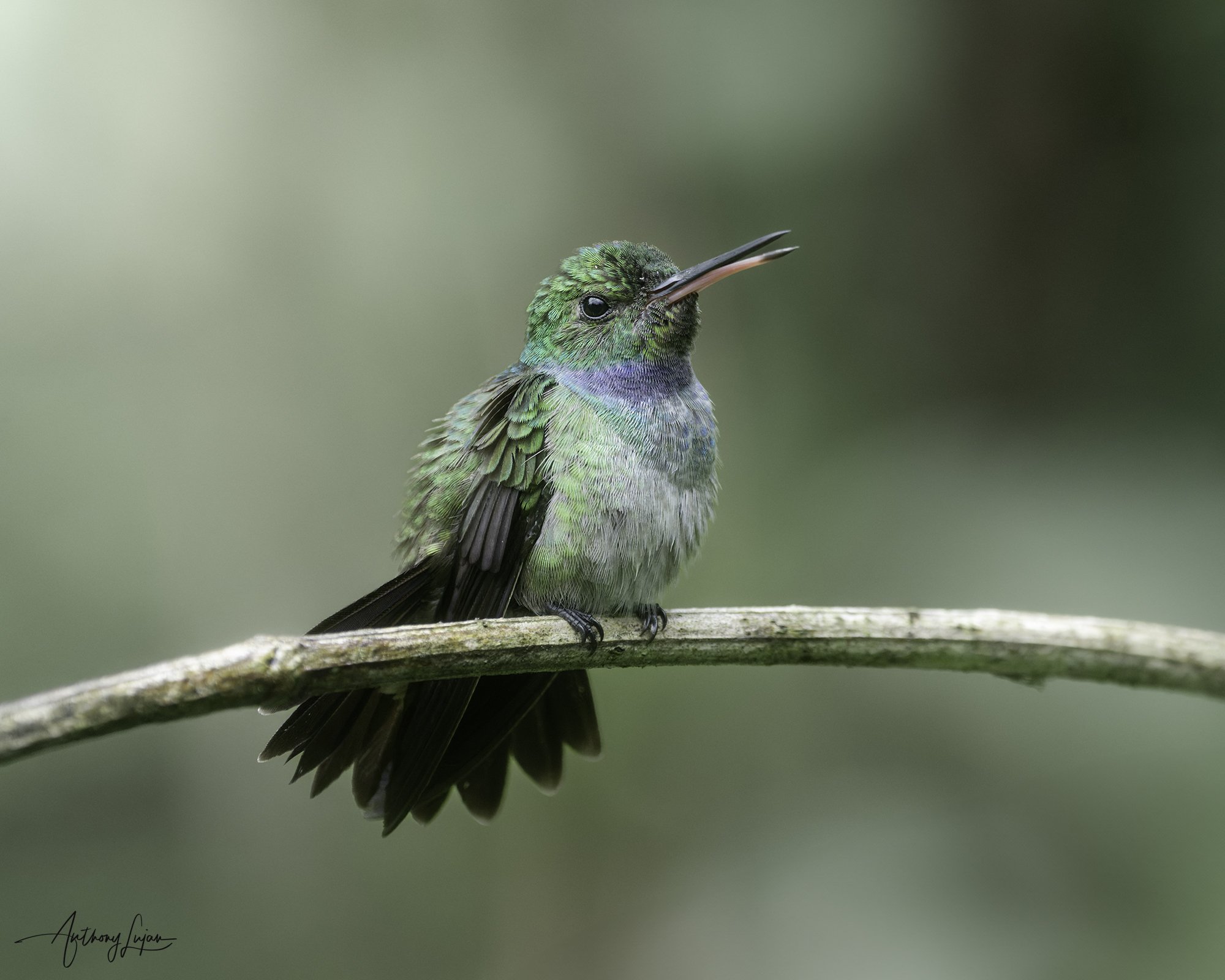 DSC02226 Blue-chested Hummingbird x1800.jpg