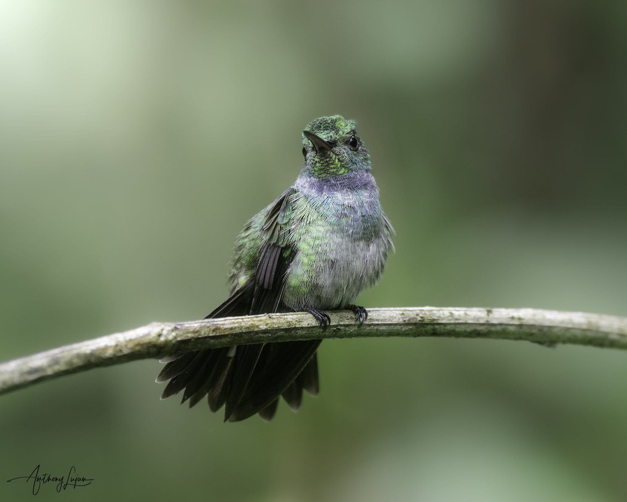 DSC02275 Blue-chested Hummingbird x1800.jpg