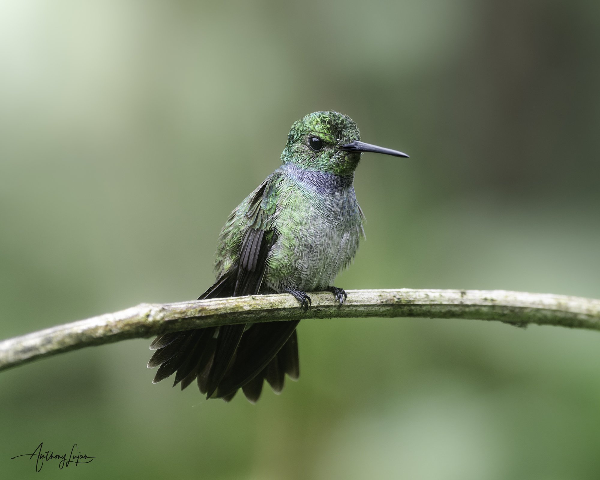 DSC02283 Blue-chested Hummingbird x1800.jpg