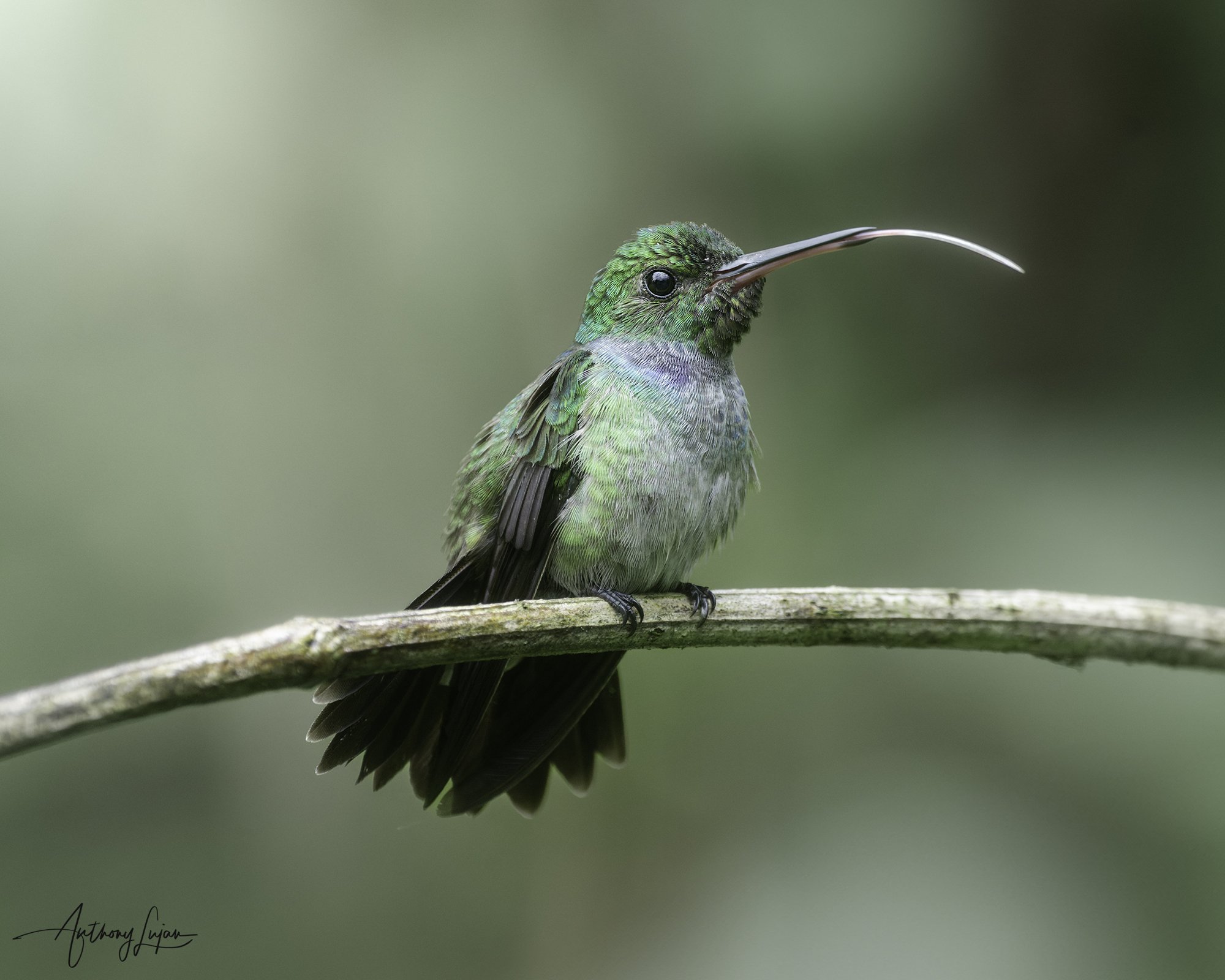 DSC02289 Blue-chested Hummingbird x1800.jpg