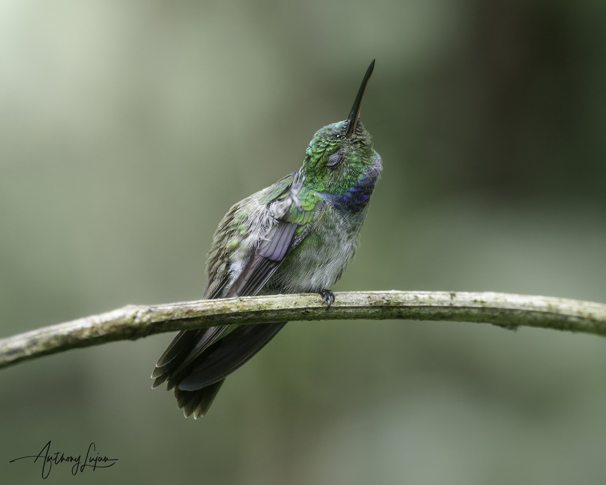 DSC02303 Blue-chested Hummingbird x1800.jpg