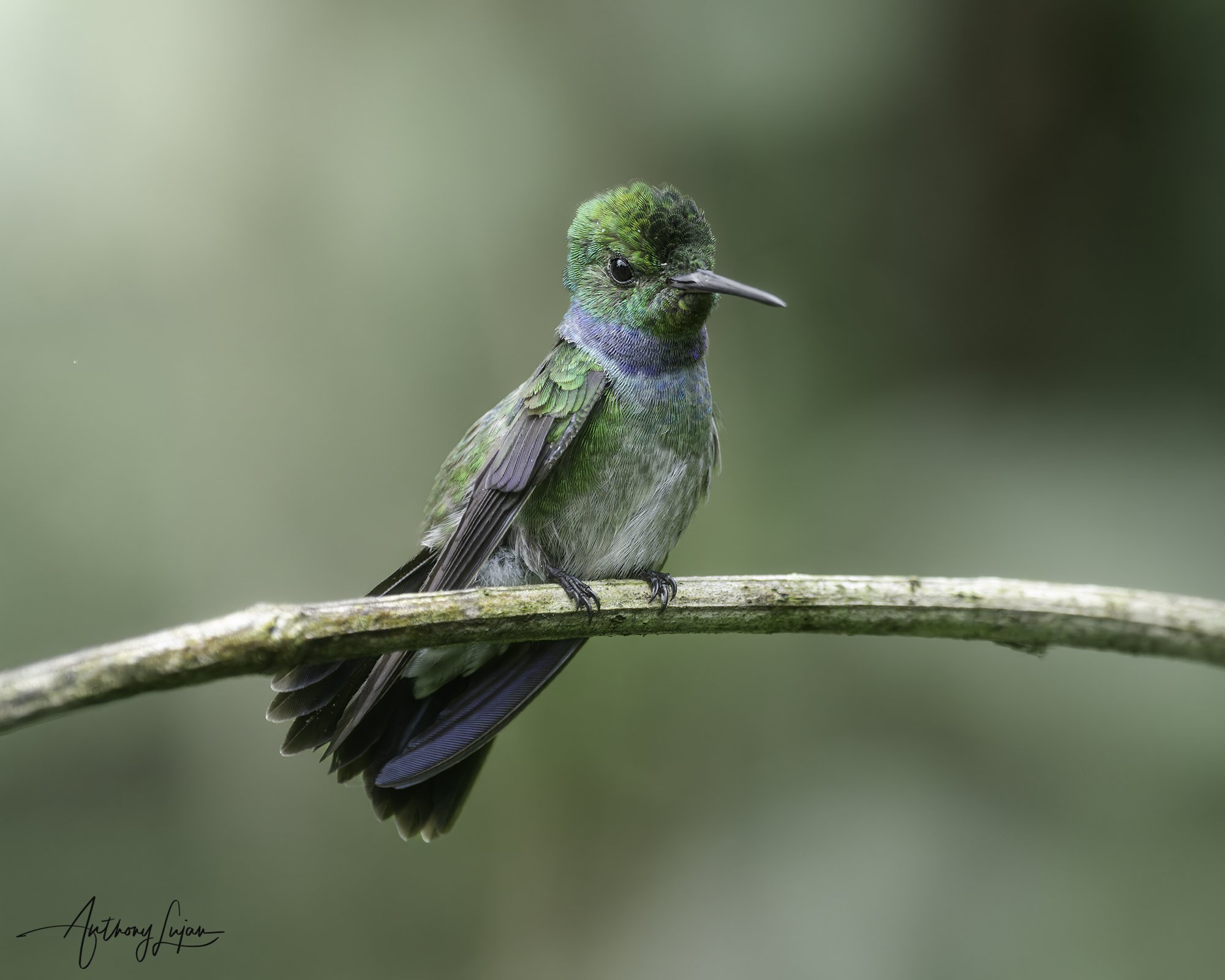 DSC02309 Blue-chested Hummingbird x1800.jpg