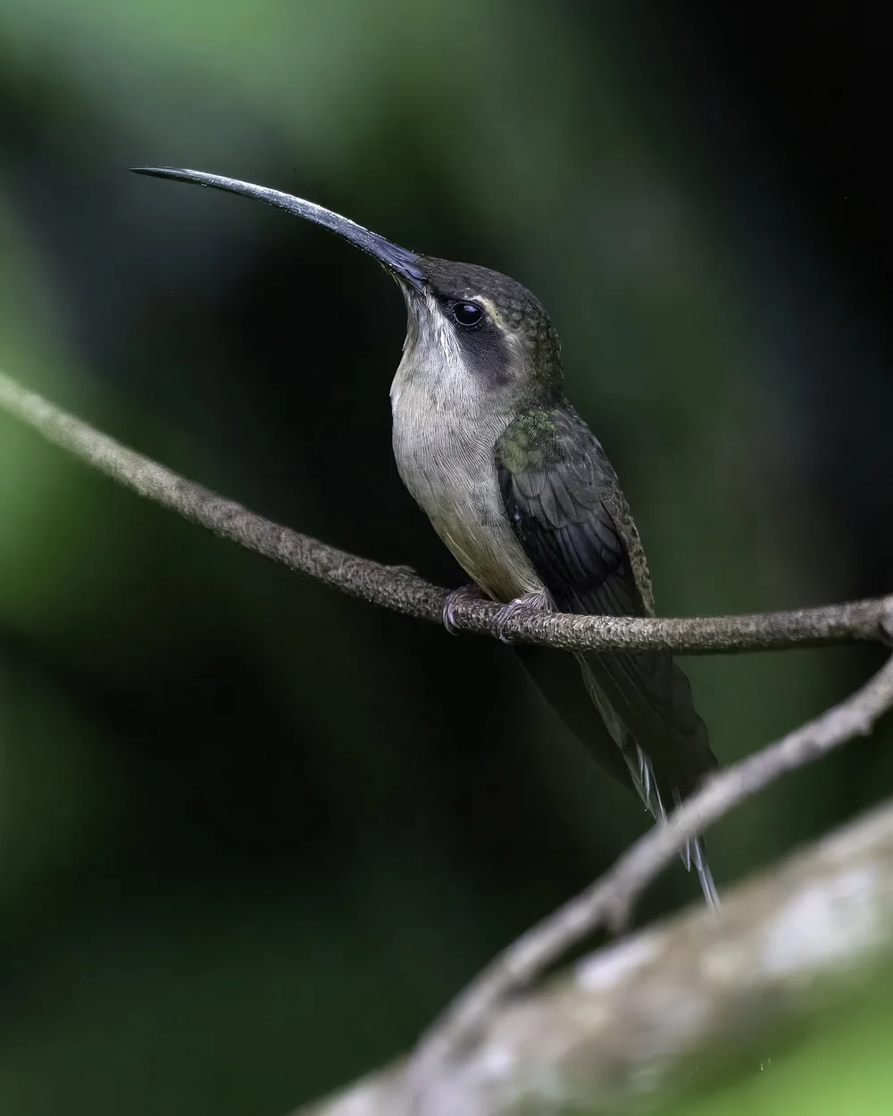 Long-tailed Hermit — Anthony Lujan