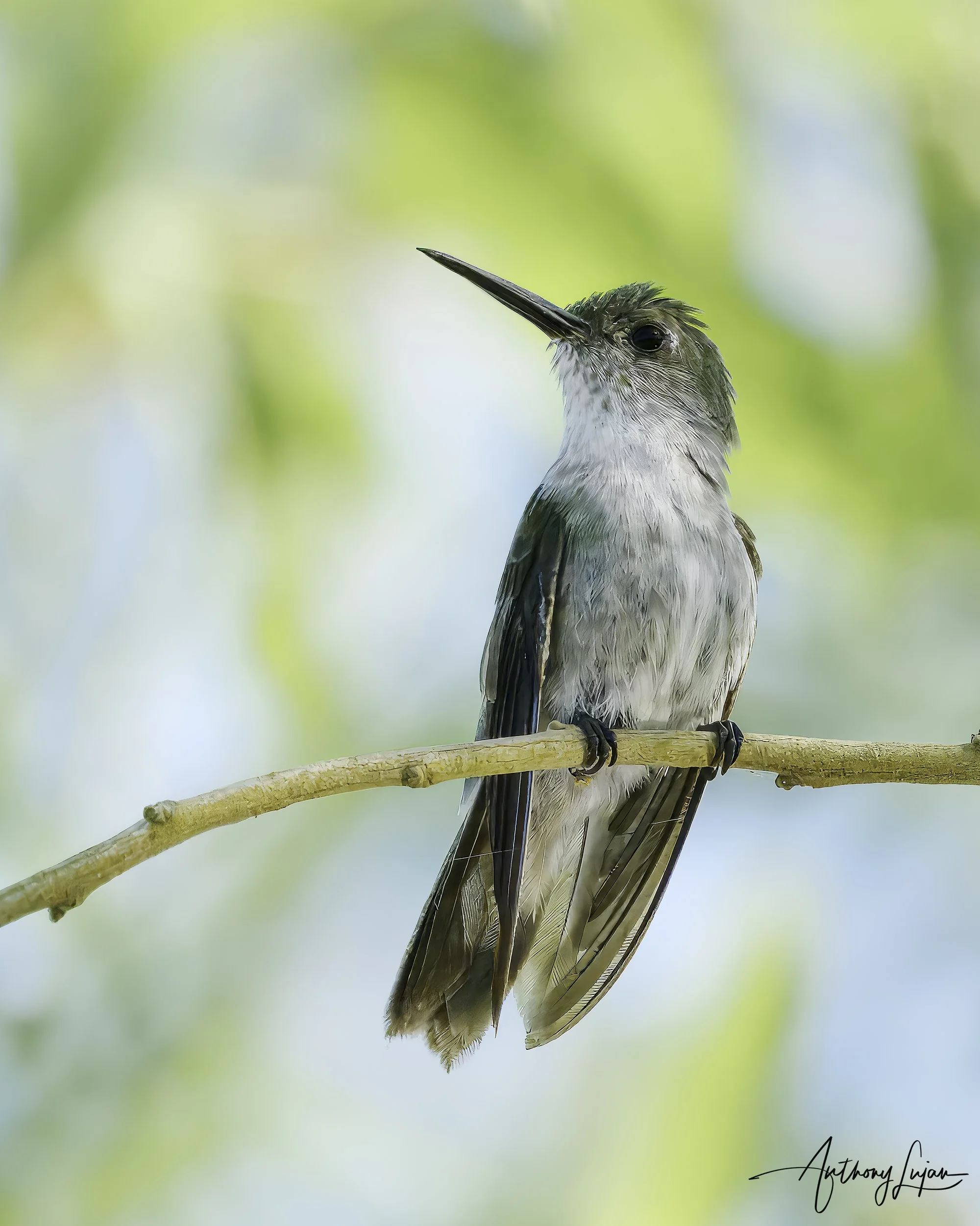 DSC06153 Olive-spotted Hummingbird x1800.jpg