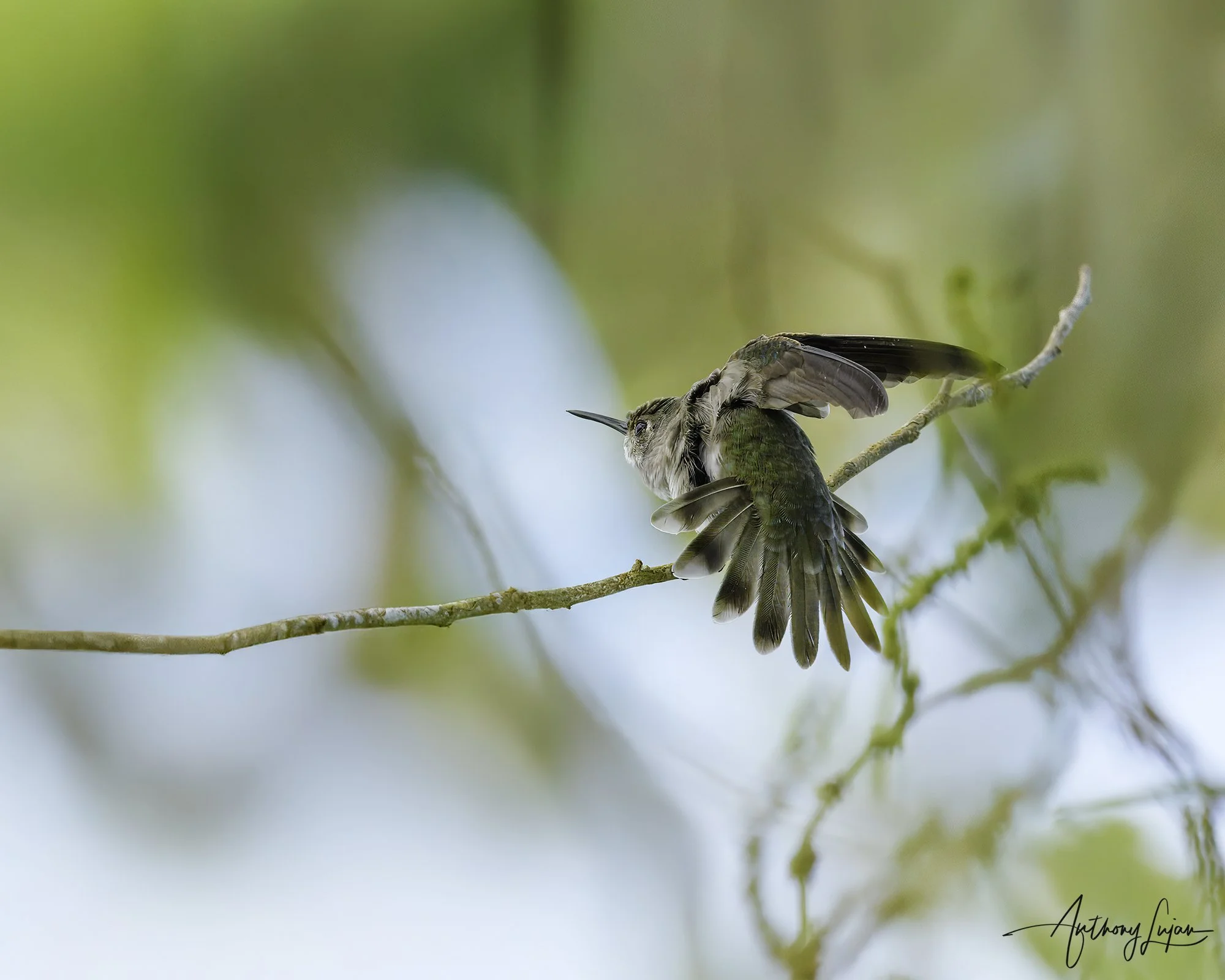 DSC06325 Olive-spotted Hummingbird x1800.jpg