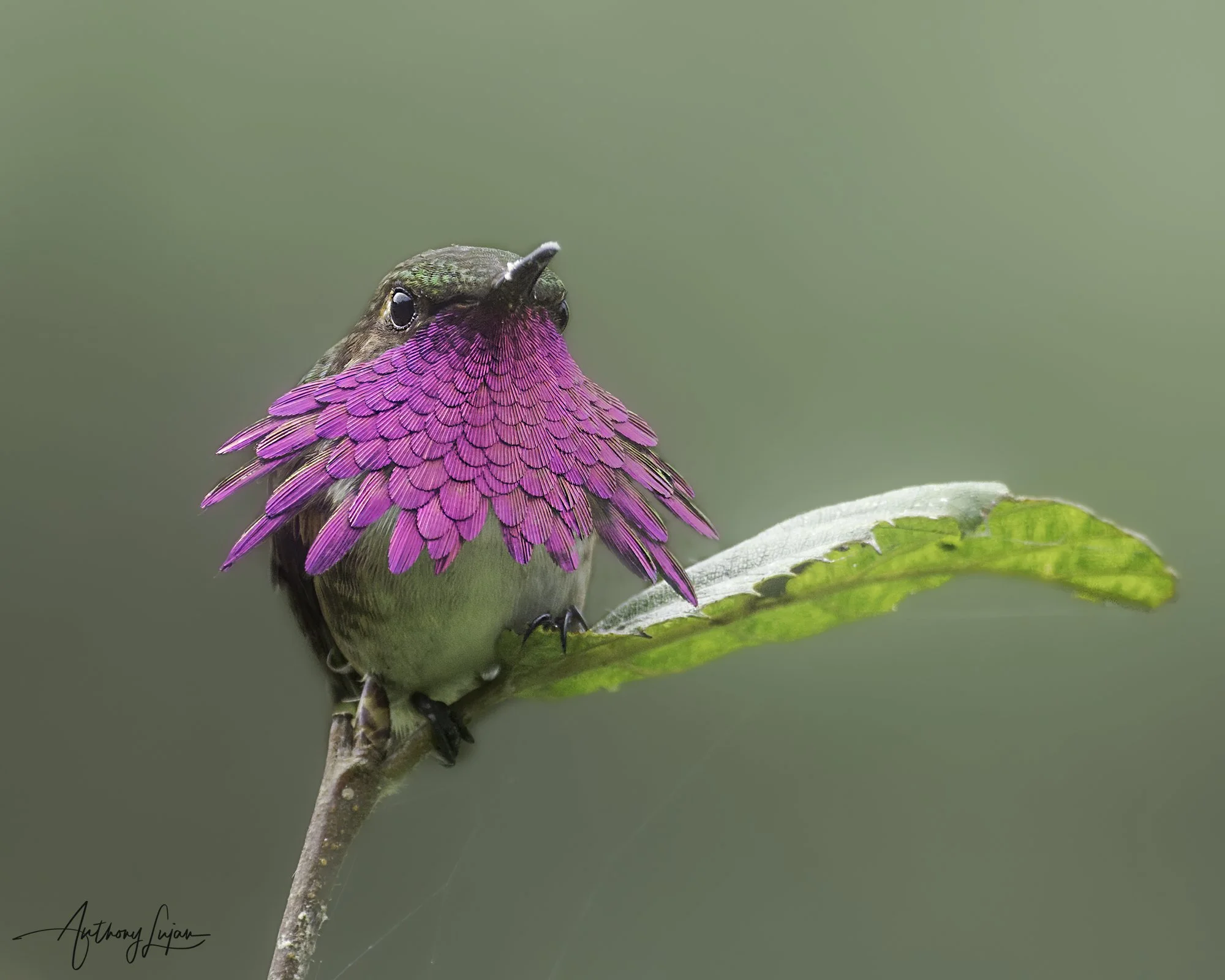 Guatemala