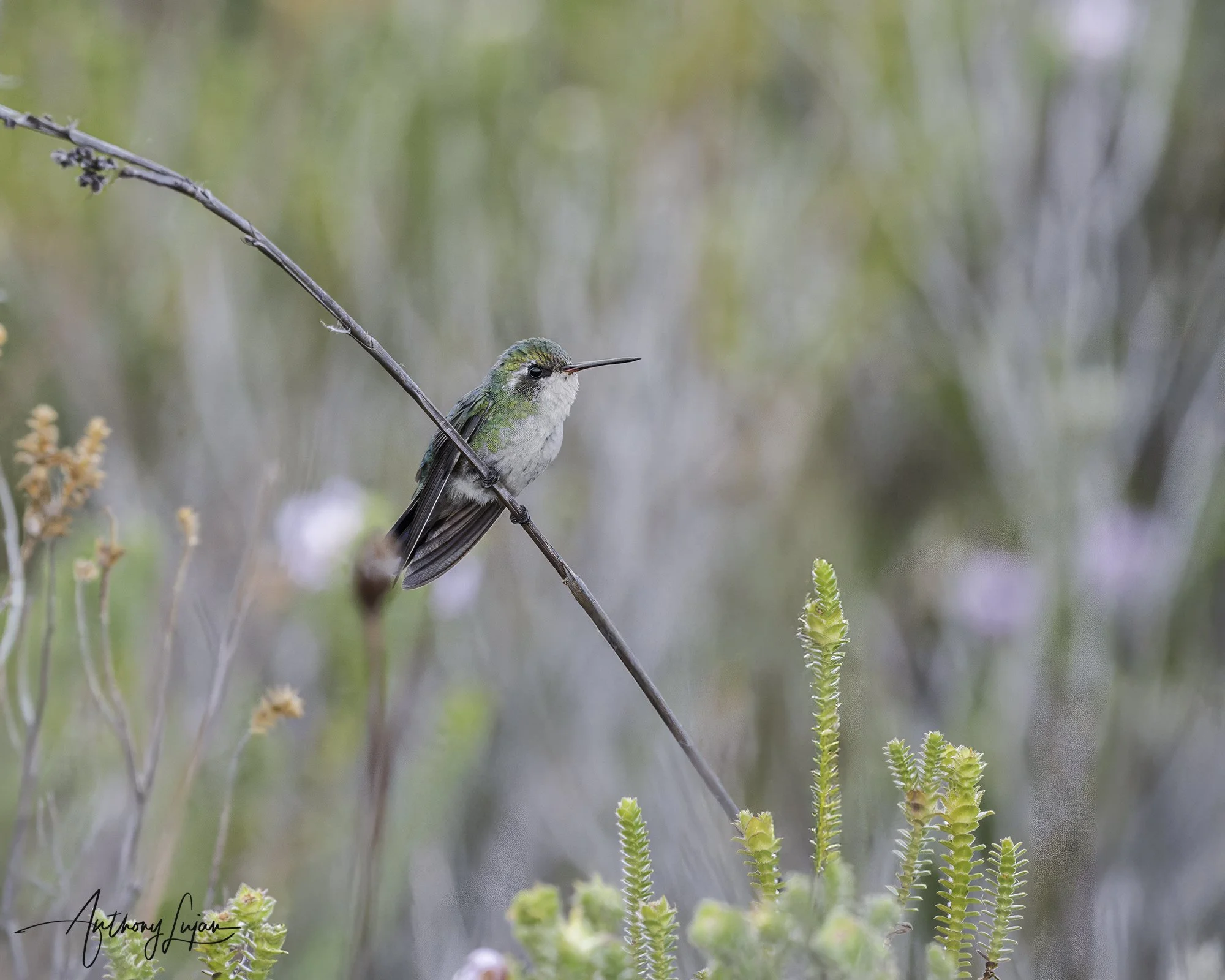 female