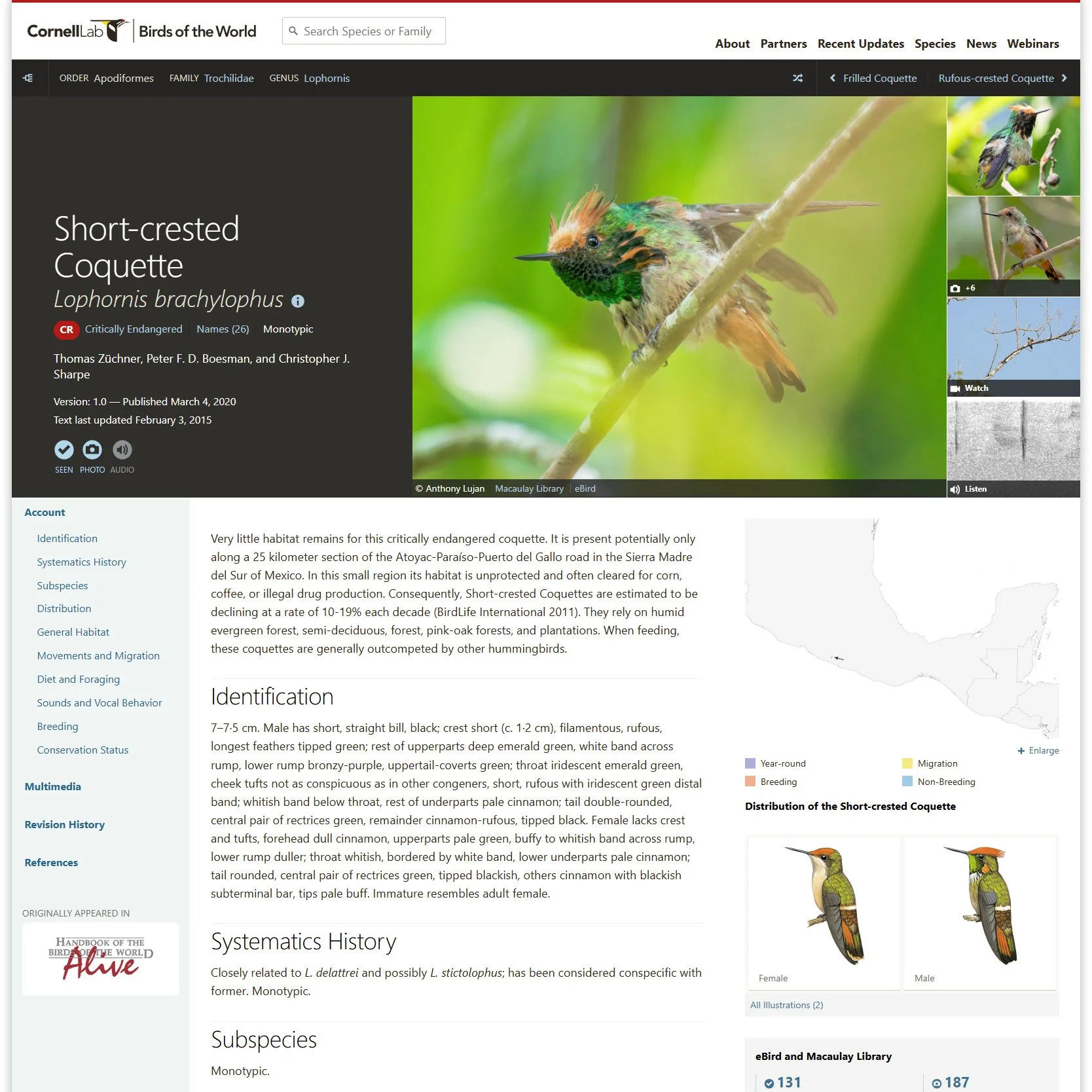 Cornell Lab of Ornithology features Anthony's Short-Crested Coquette photographs