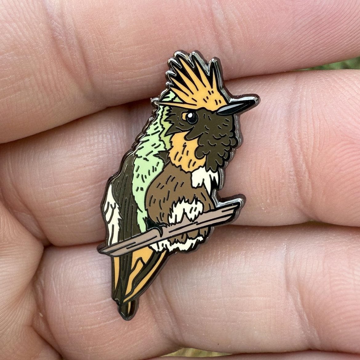 Short-crested Coquette example.jpg