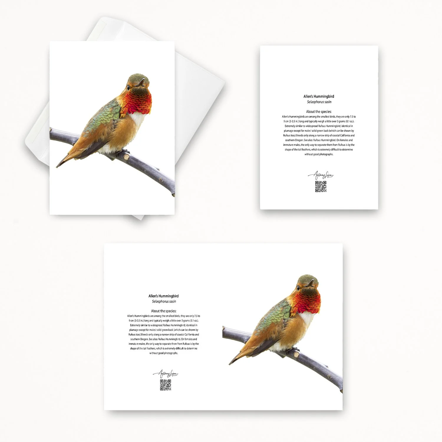Allen's Hummingbird 02.jpg