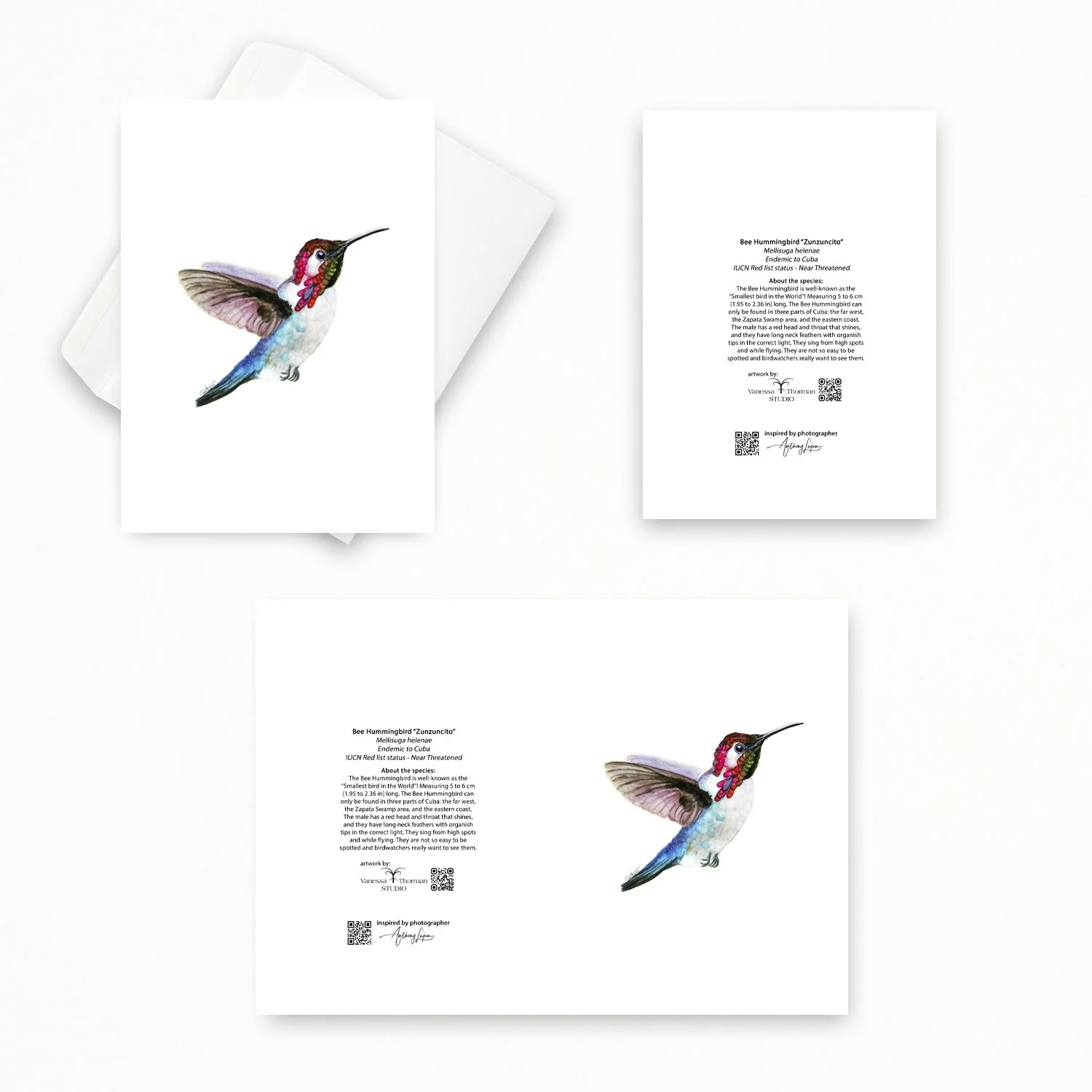 Bee Hummingbird Vanessa 02.jpg