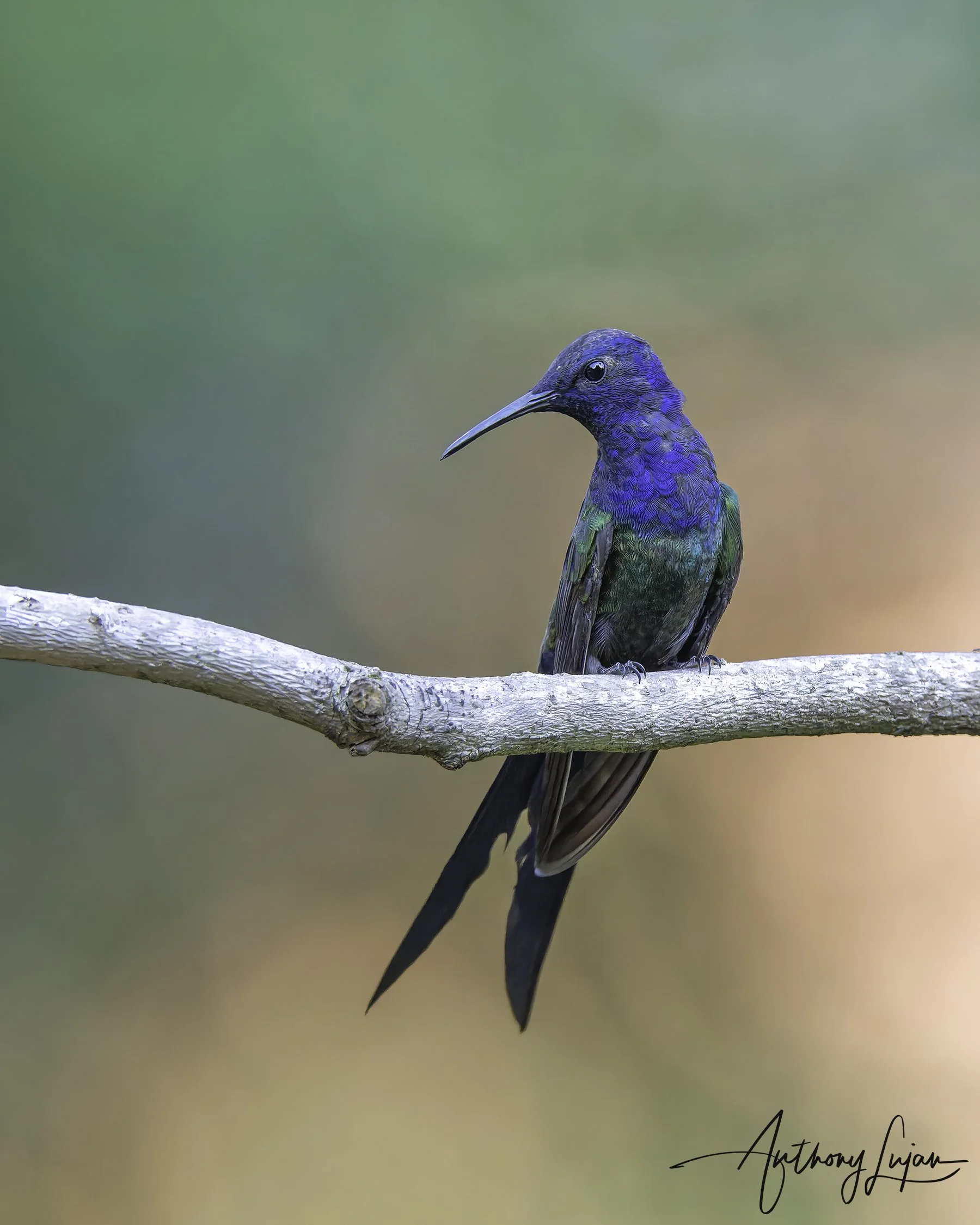 DSC3564 Swallow-tailed Hummingbird x1800.jpg