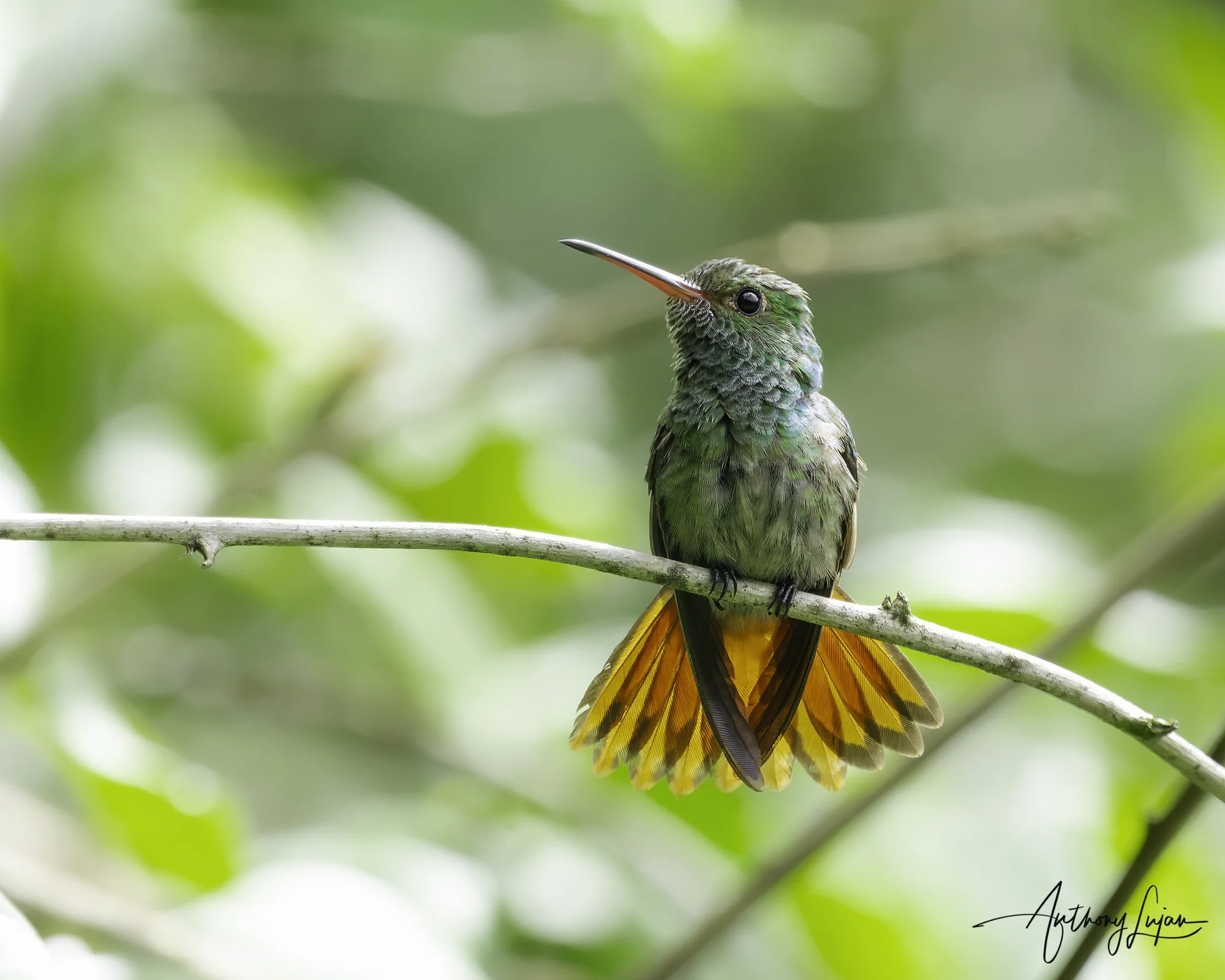 DSC01828 Rufous-tailed Hummingbird x1800.jpg