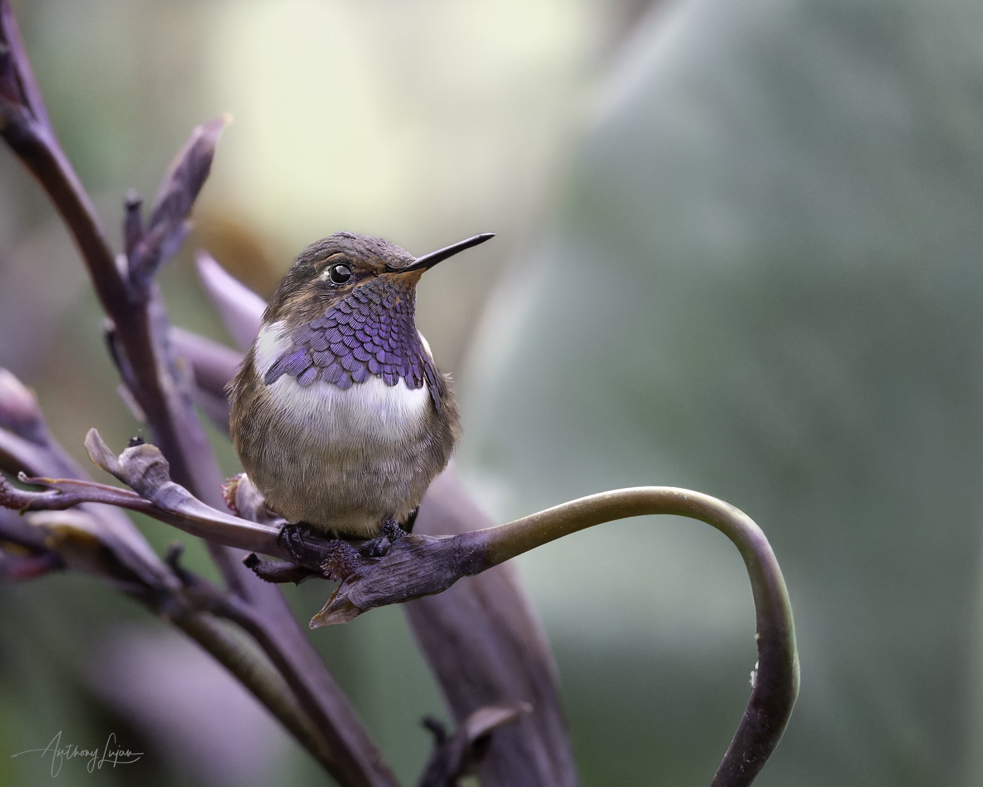 DSC07385 Volcano Hummingbird x1800.jpg