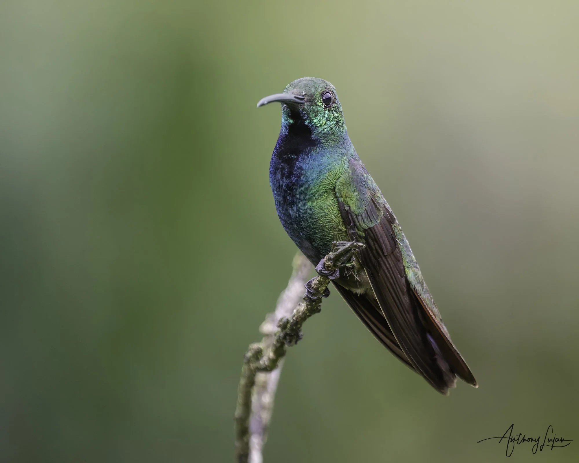 DSC09833 Green-breasted Mango x1800.jpg