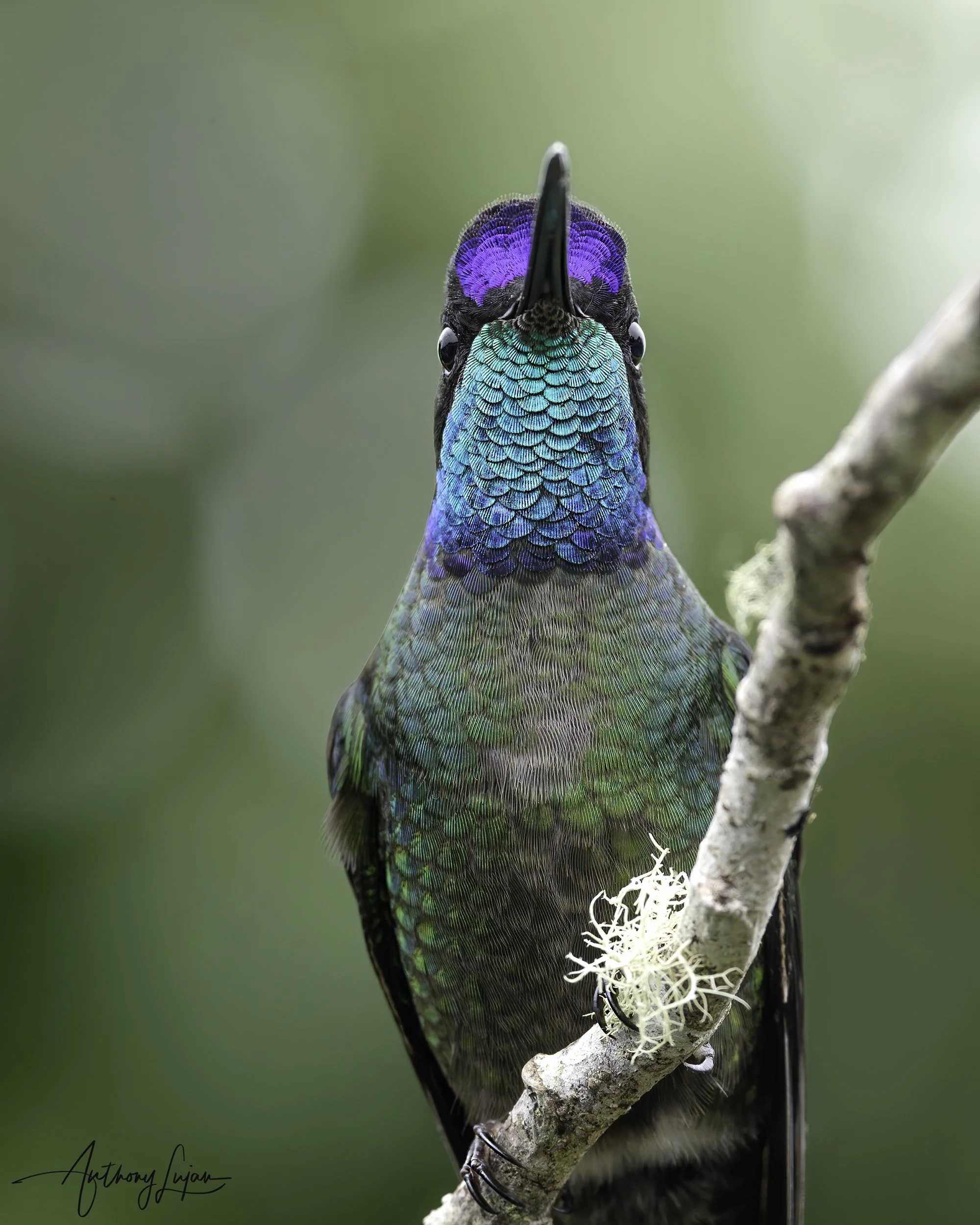 DSC05492 Talamanca Hummingbird x1800.jpg