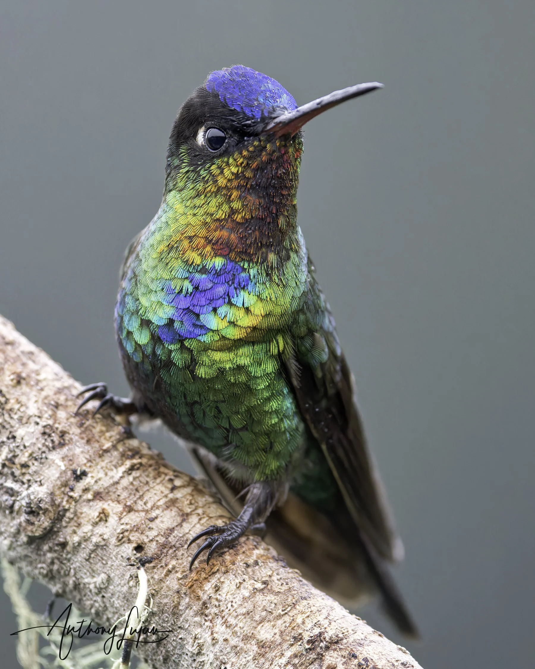 ALP6429 Fiery-throated Hummingbird  x1800.jpg