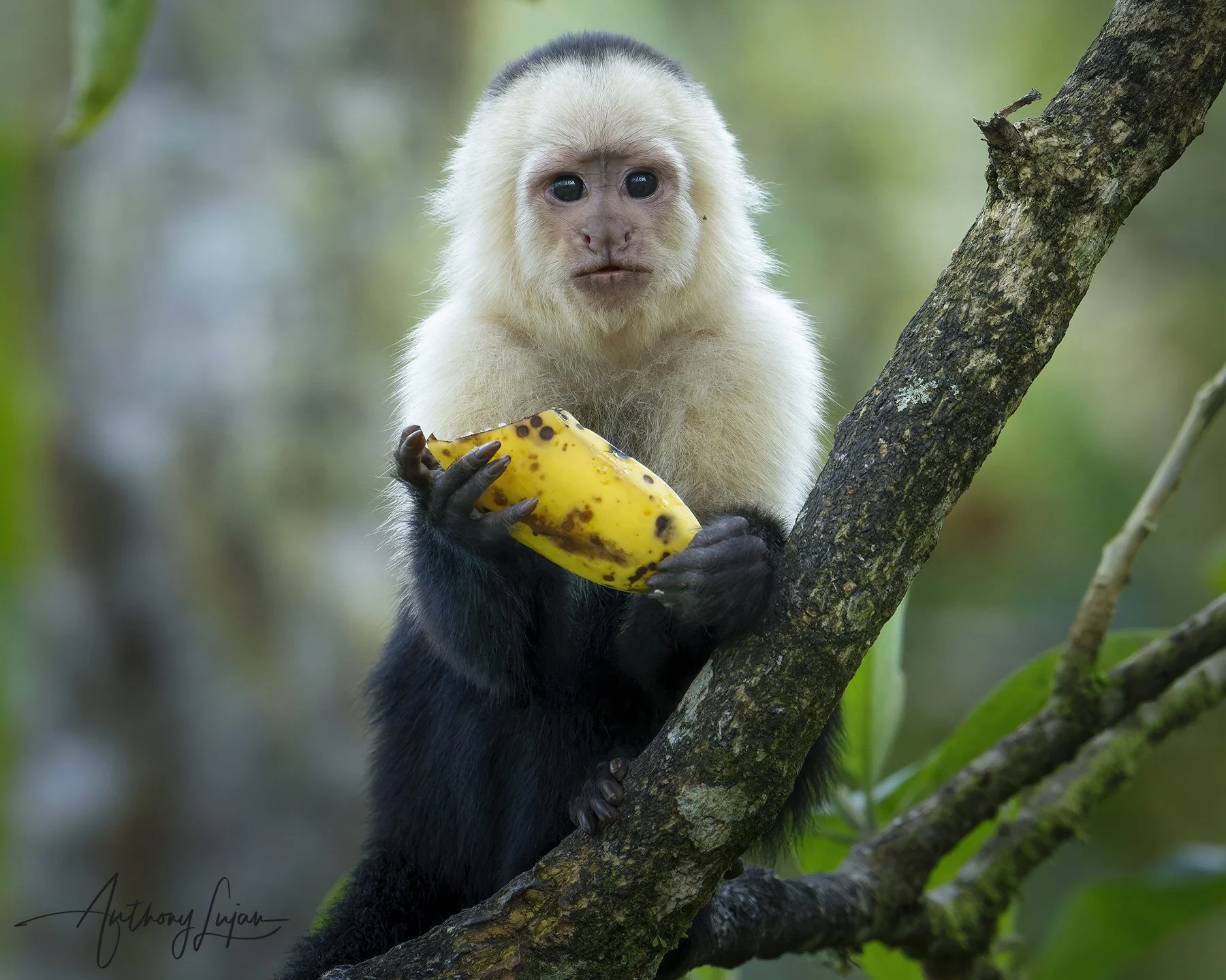 DSC0272 - White-faced Capuchin x1800.jpg