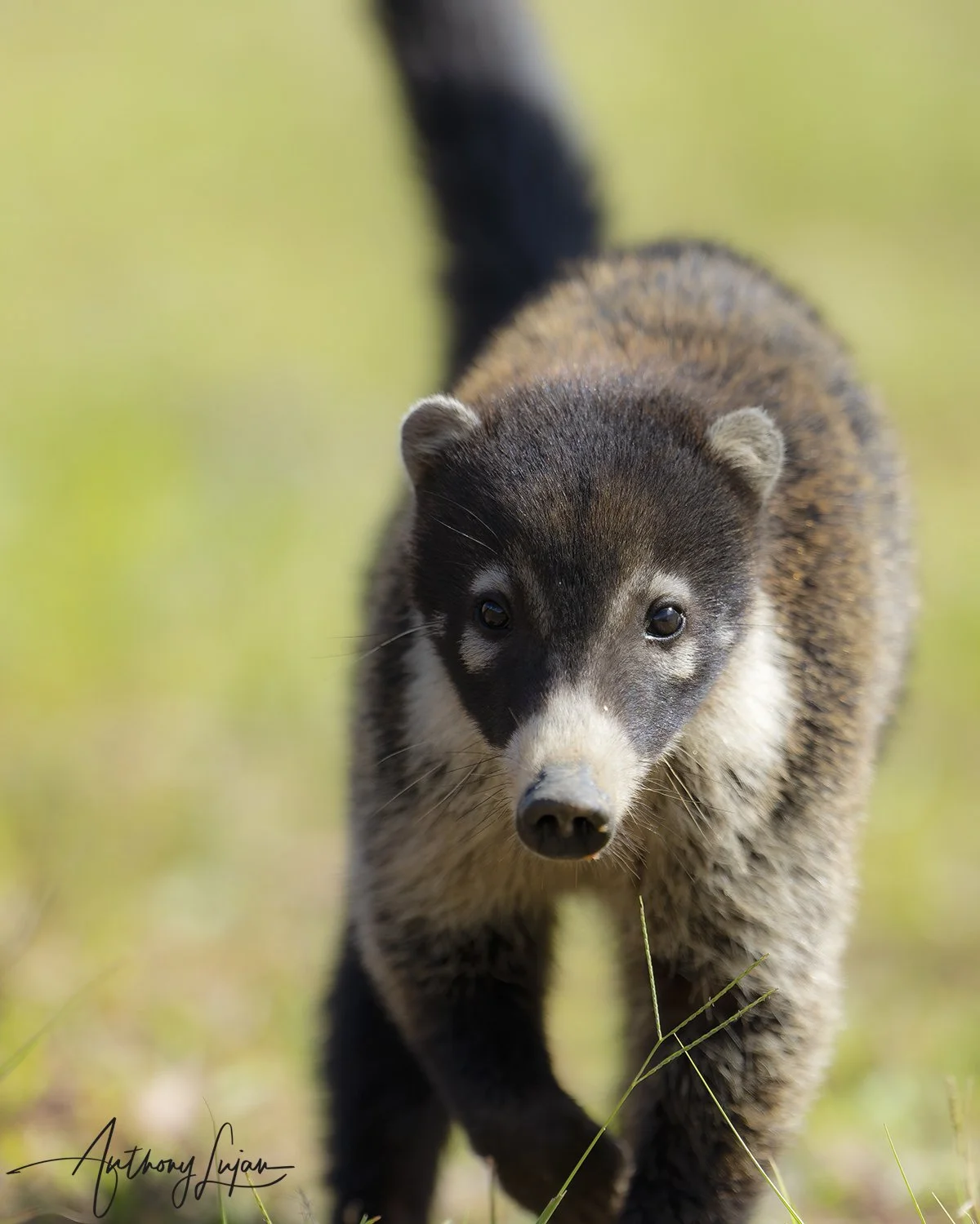 DSC3554 - Coati x1800.jpg