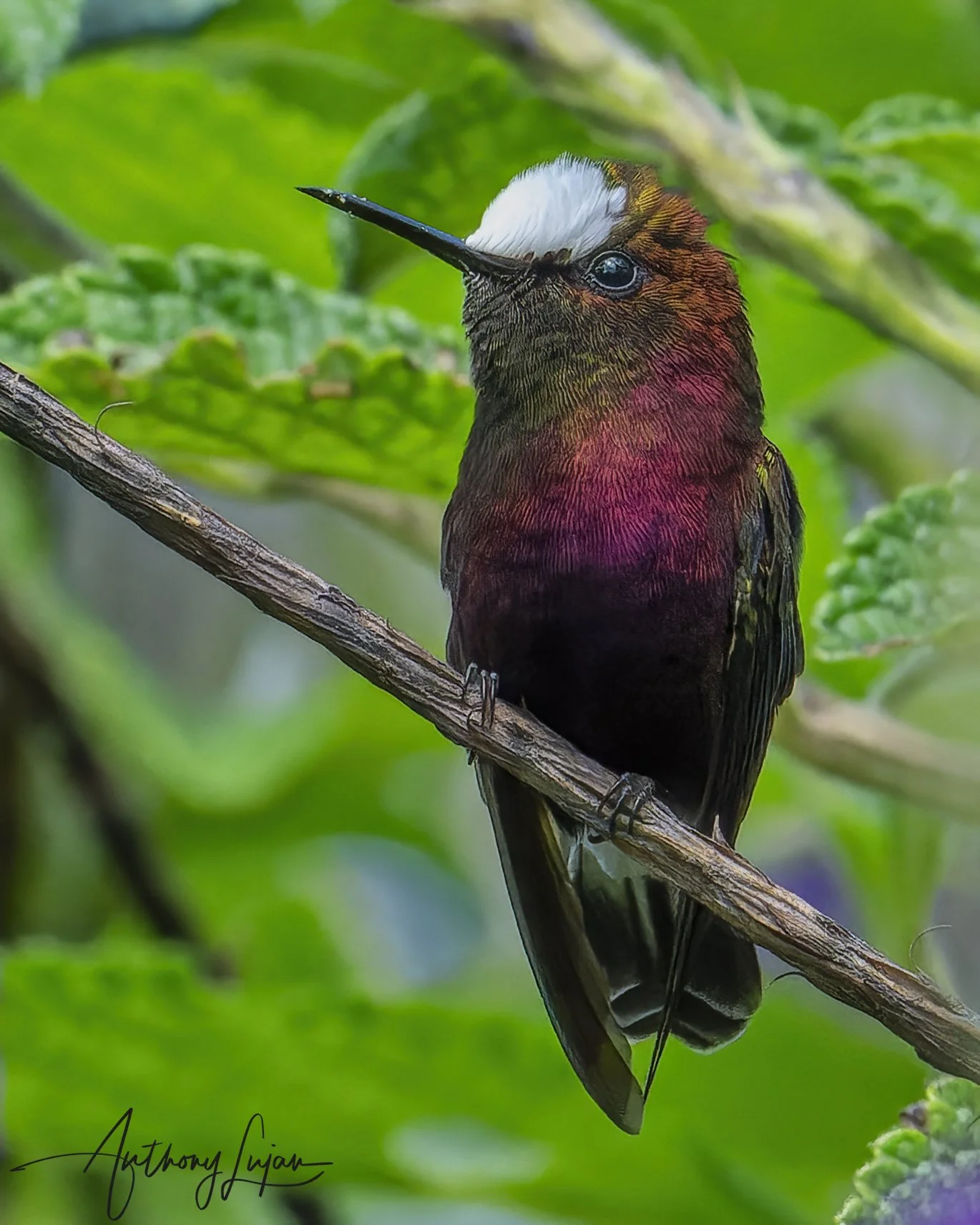 DSC7471 - Snowcap Hummingbird x1800.jpg