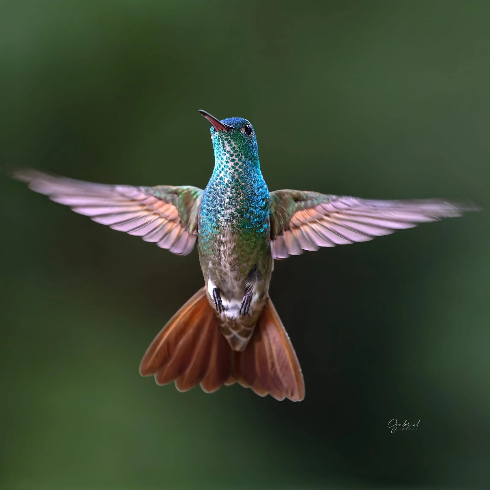 Hybrid Beryline-Azure-crown by Gabriel Rodriguez 01.jpg