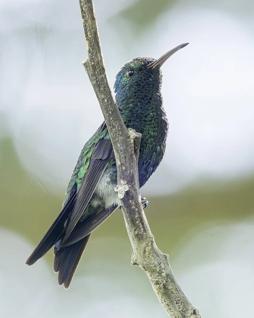 Shining-green Hummingbird — Anthony Lujan