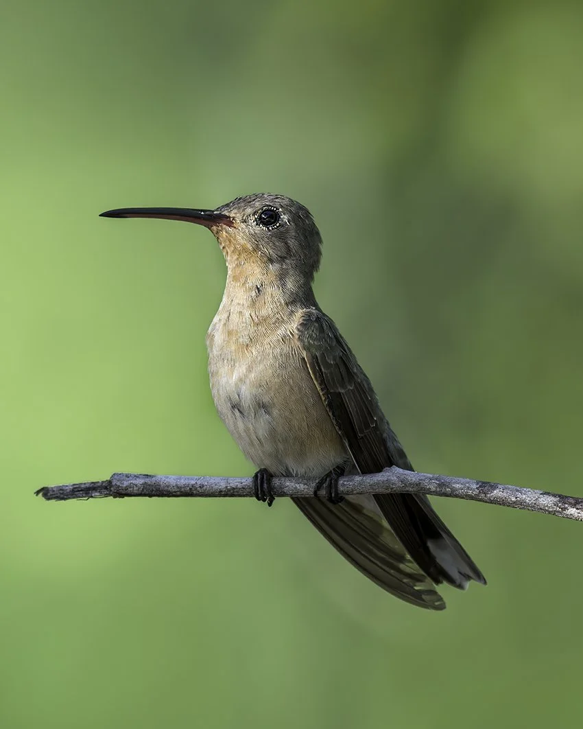 Buffy Hummingbird — Anthony Lujan