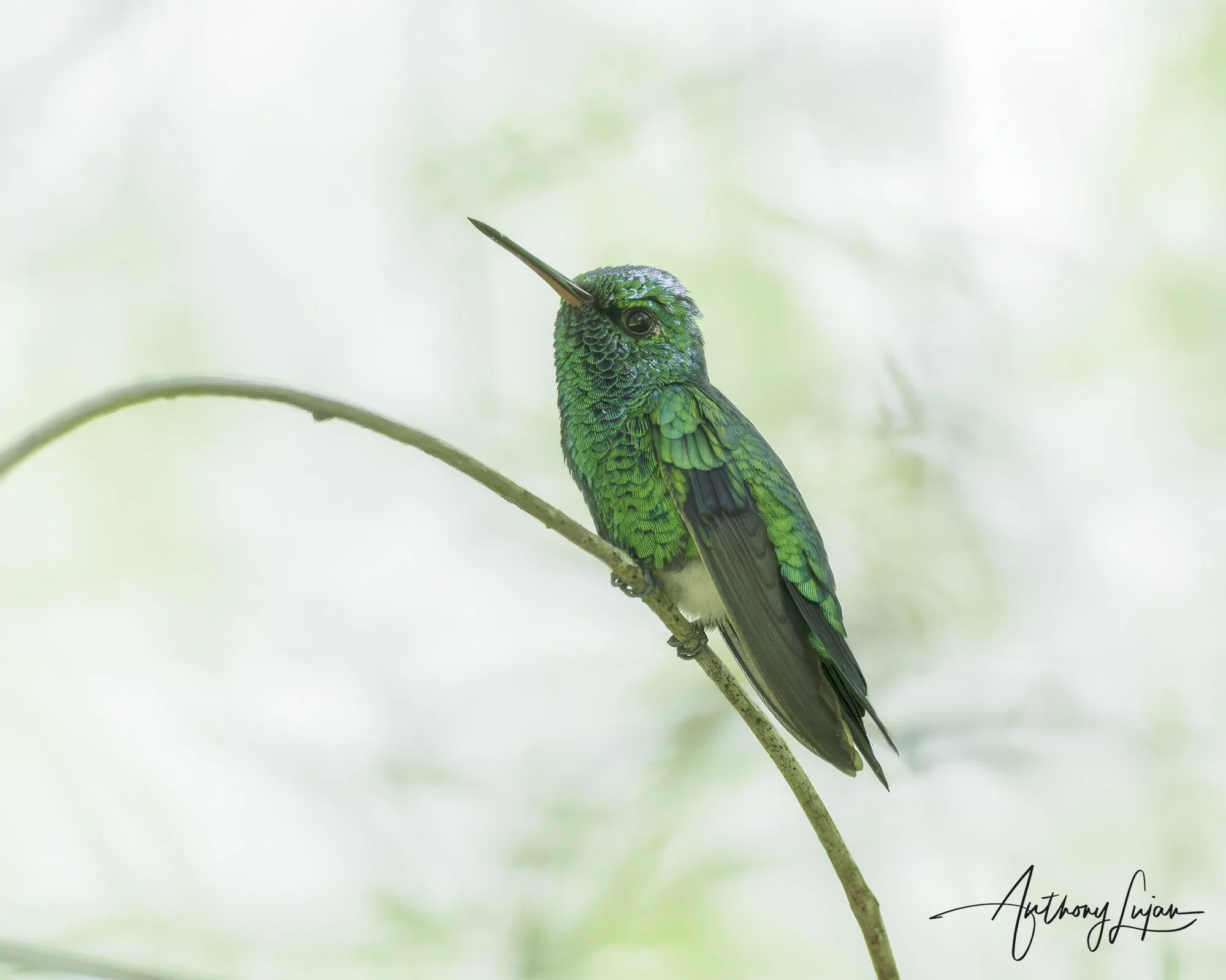 DSC01053 Shining-green Hummingbird x1800.jpg