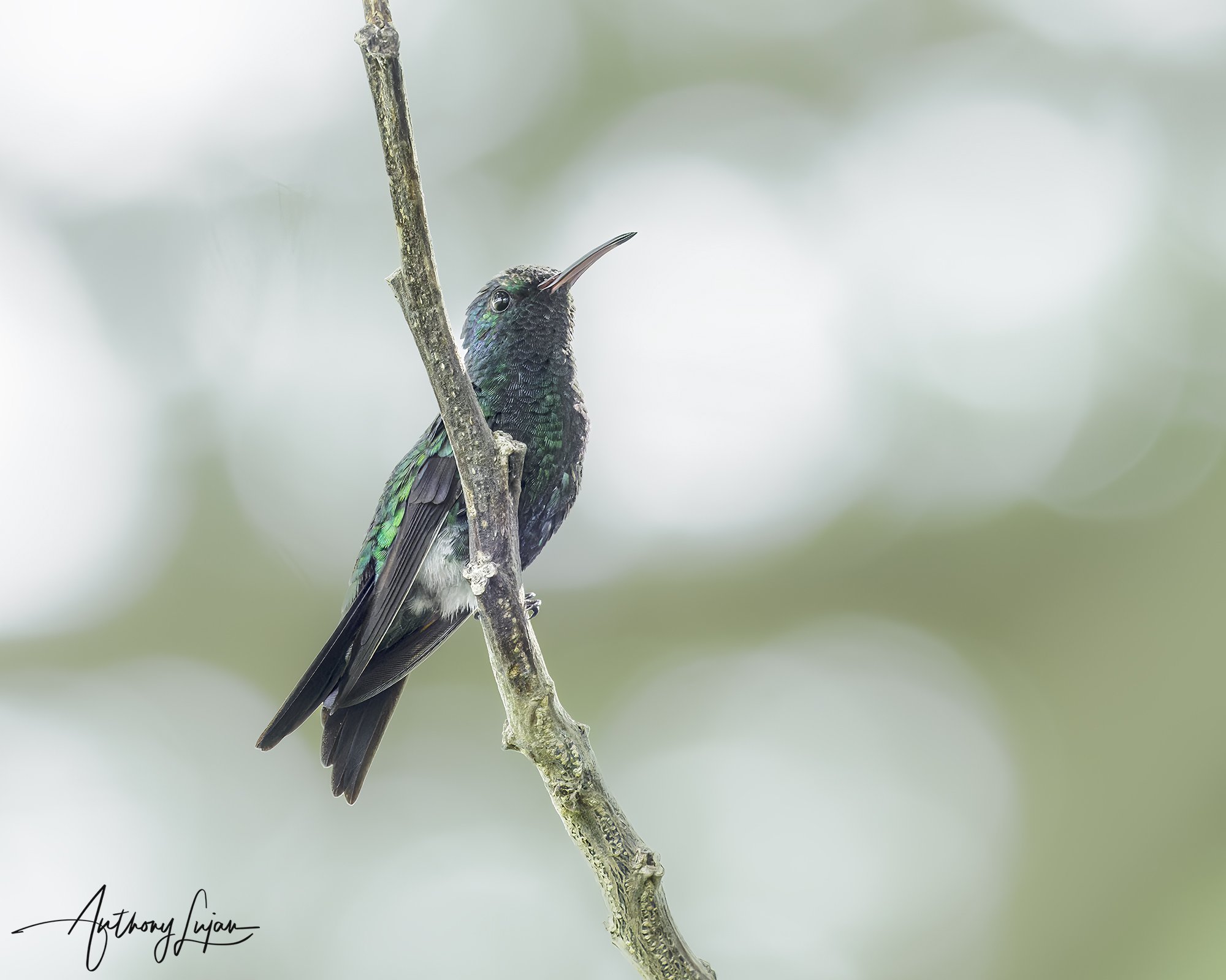 DSC00820 Shining-green Hummingbird x1800.jpg