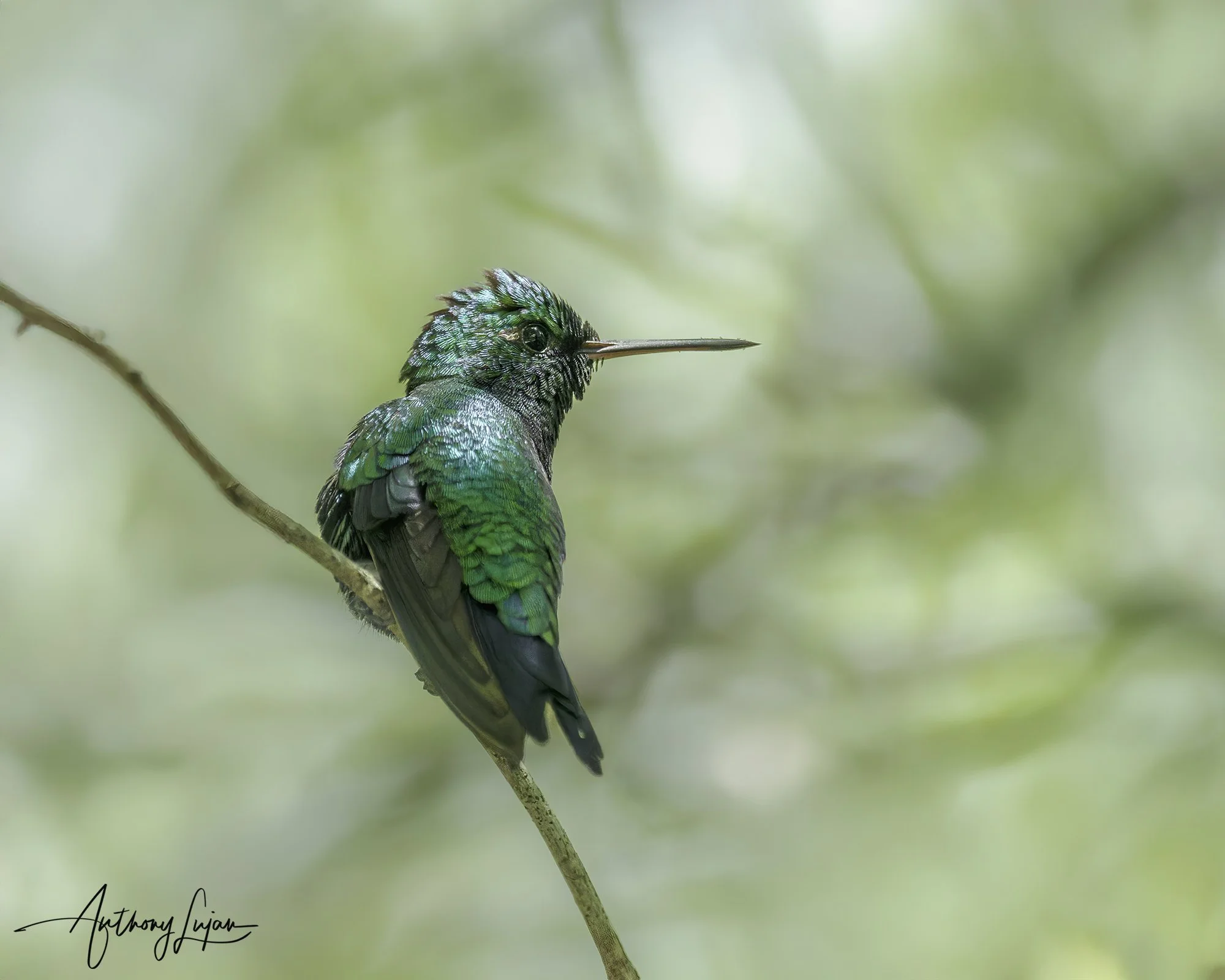 DSC01040 Shining-green Hummingbird x1800.jpg