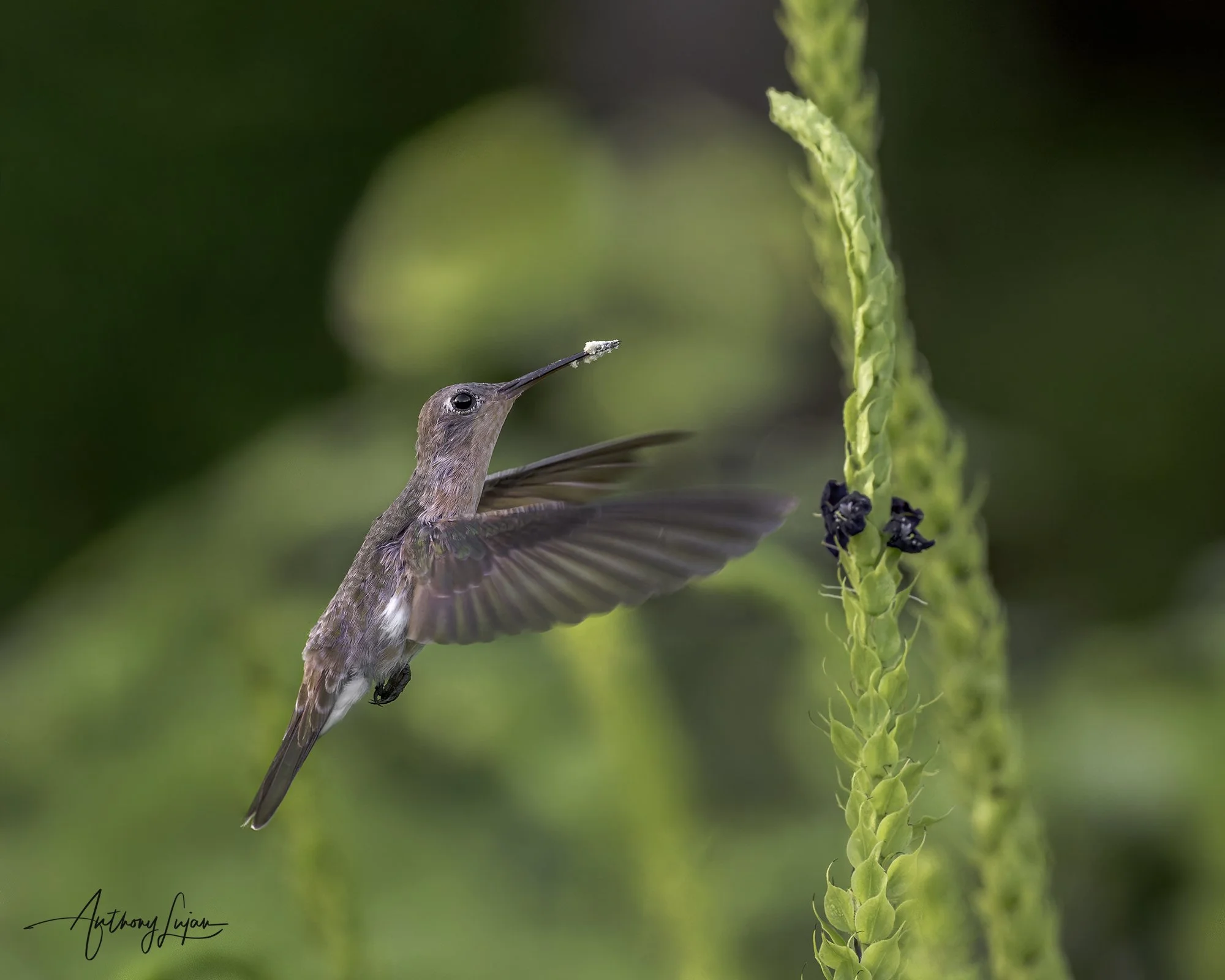 DSC00104 Buffy Hummingbird x1800.jpg