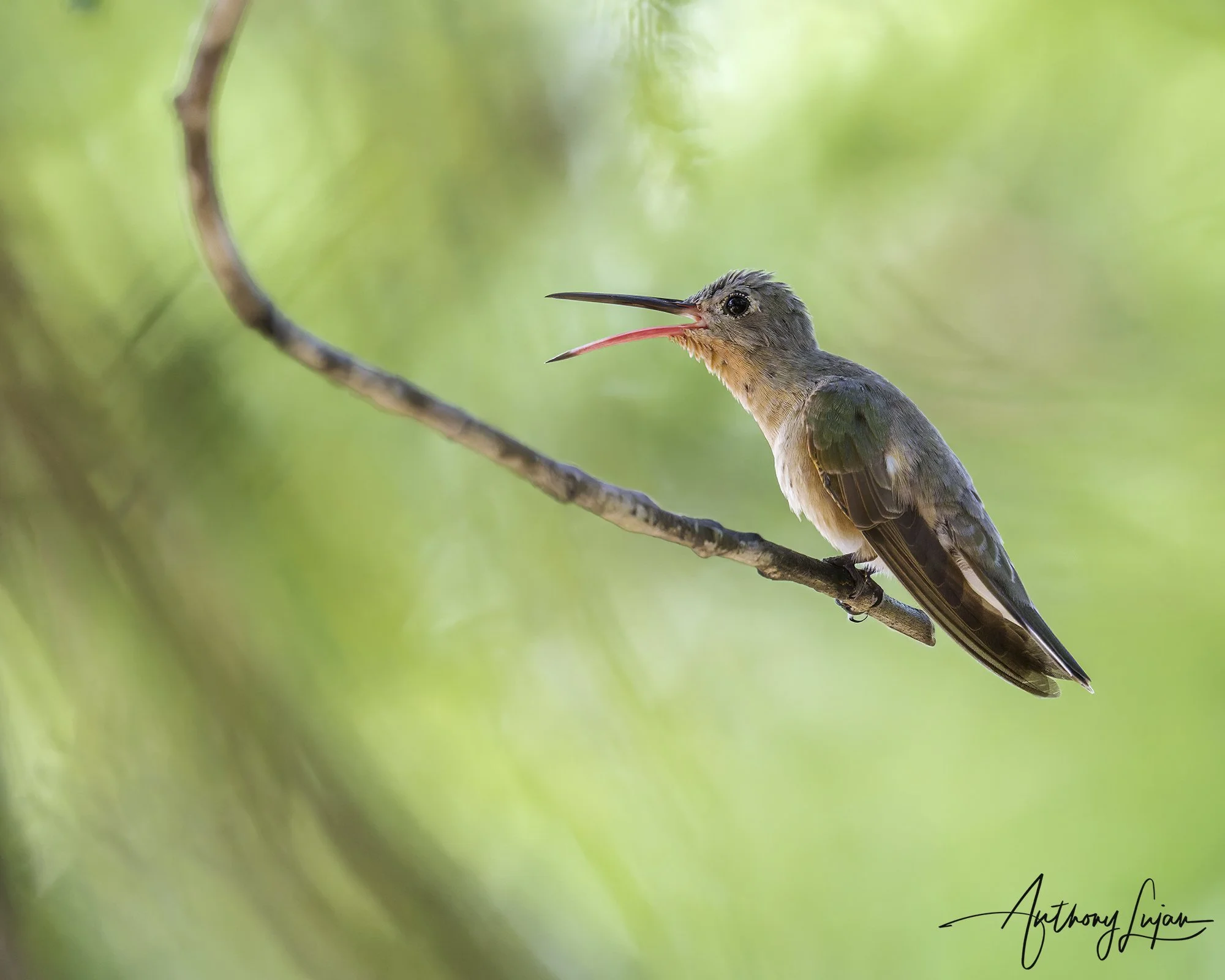 DSC00362 Buffy Hummingbird x1800.jpg